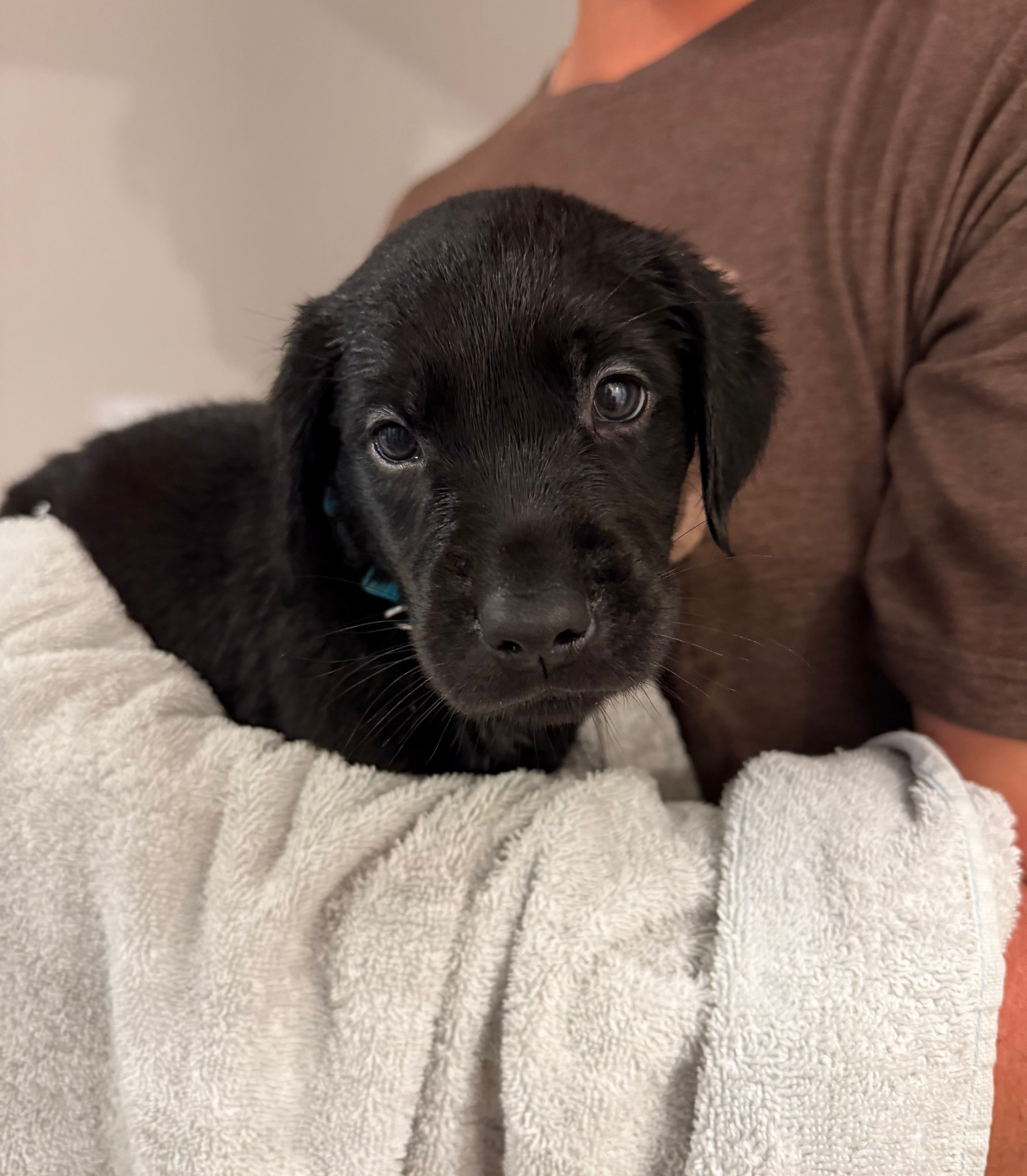 Light Blue Male – Goldador puppy for sale in San Marcos, TX