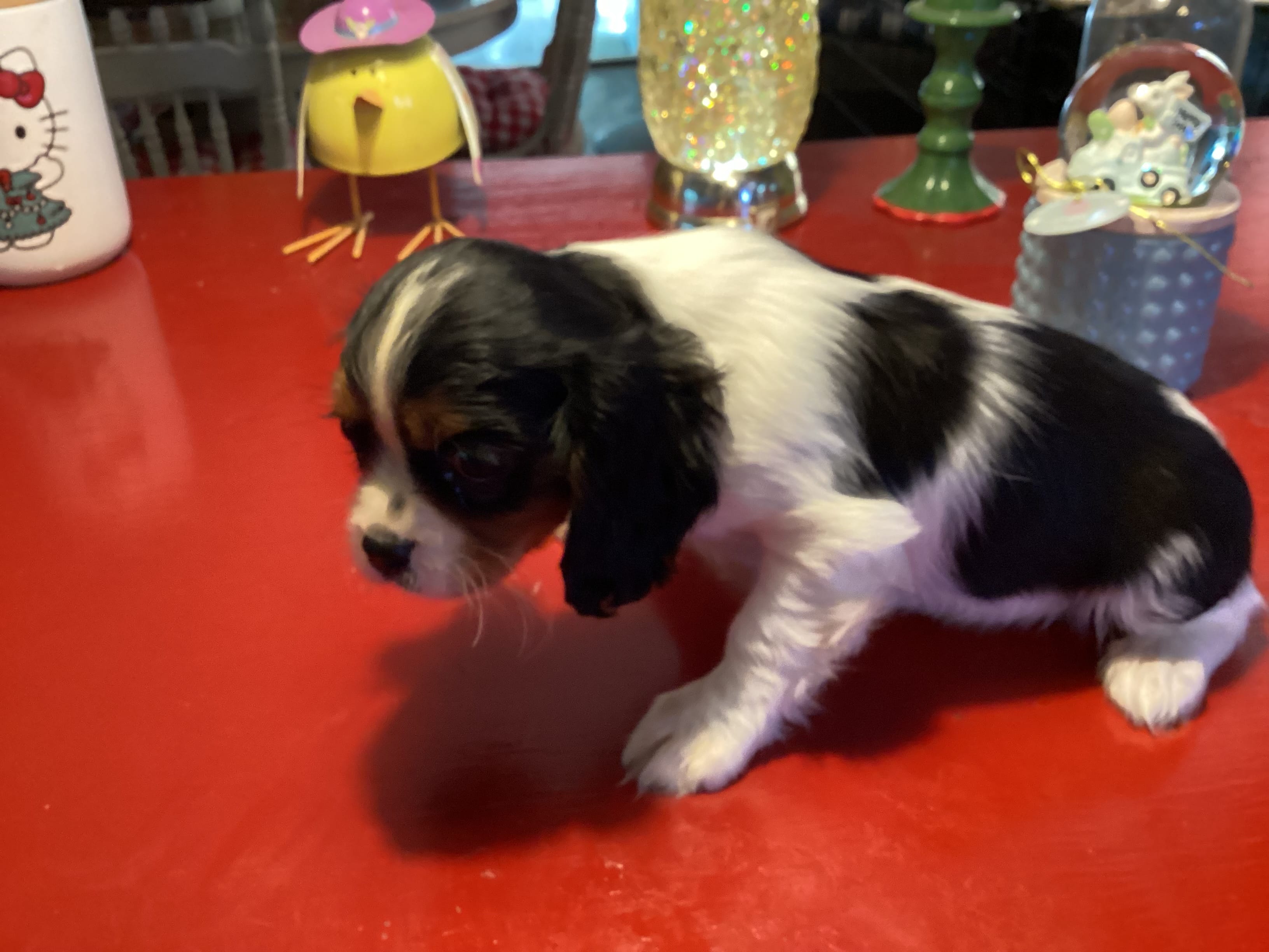 Bentley – Cavalier King Charles Spaniel puppy for sale in Ballinger, TX