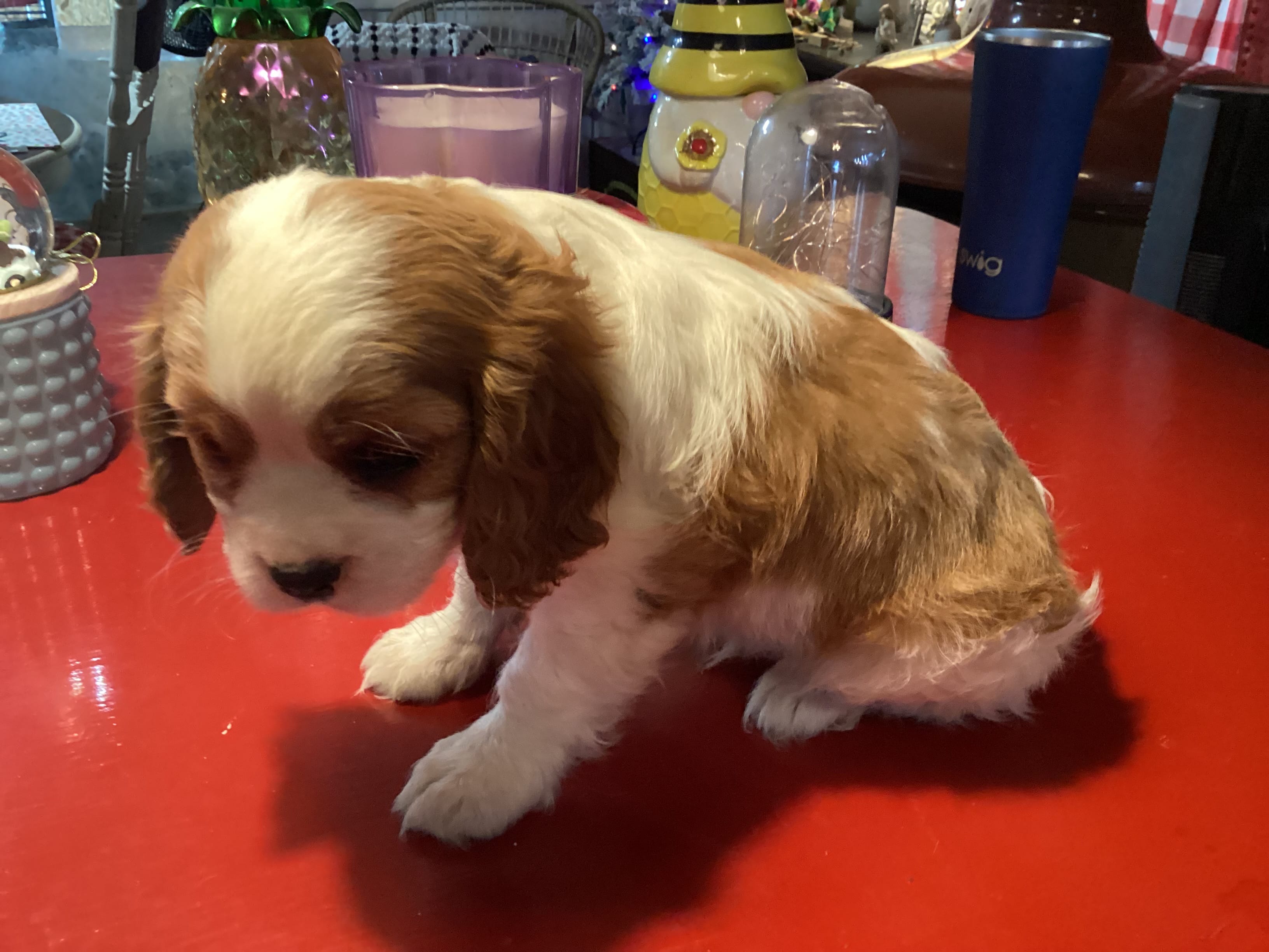 Cooper – Cavalier King Charles Spaniel puppy for sale in Ballinger, TX