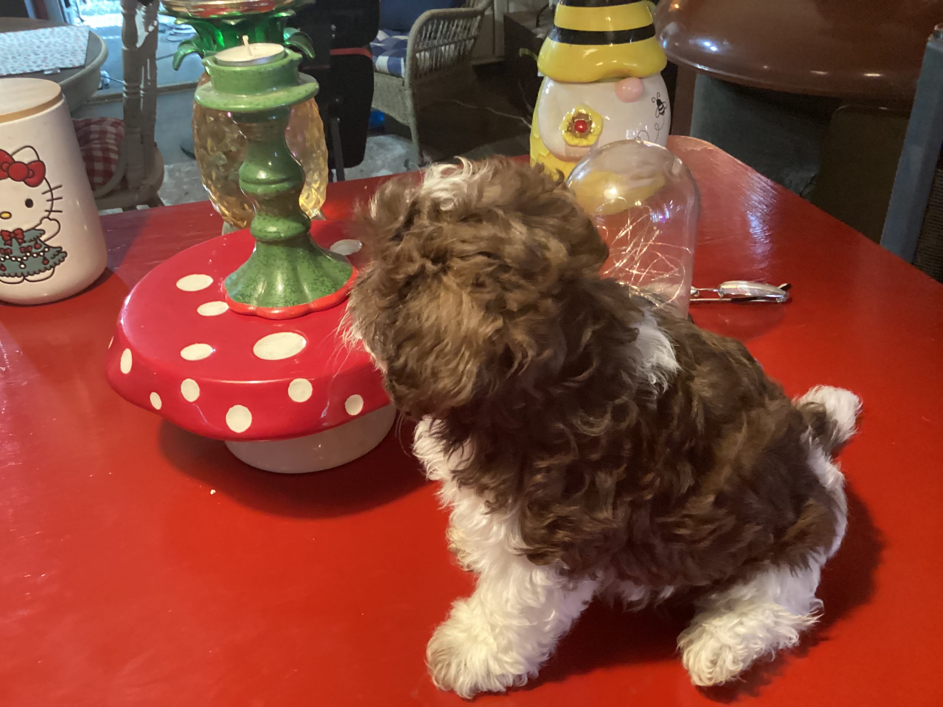 Peanuts – Poodle - Miniature  puppy for sale in Ballinger, TX