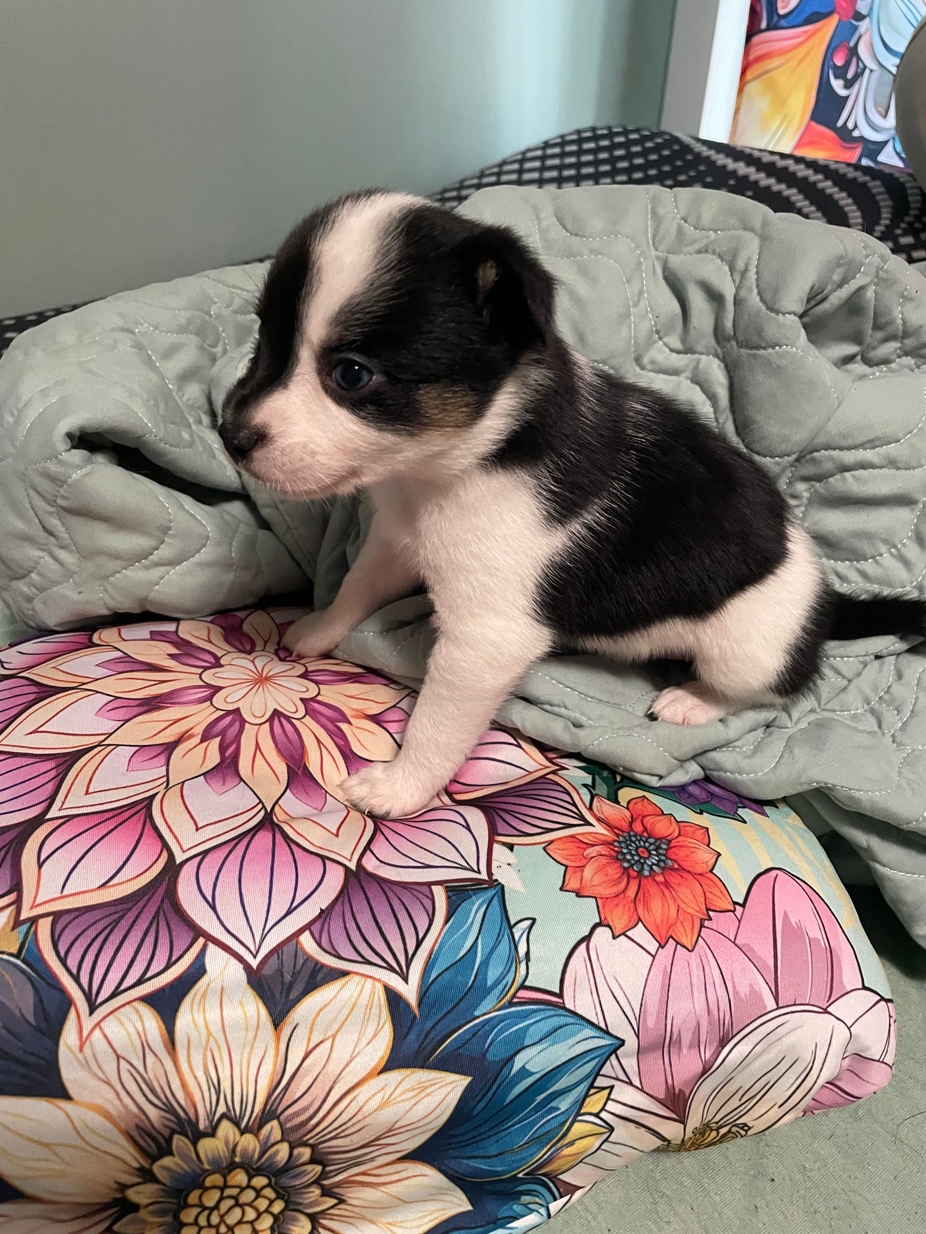 Cali. “Calico” – Australian Cattle Dog, Miniature Australian Shepherd puppy for sale in Cleveland, TX