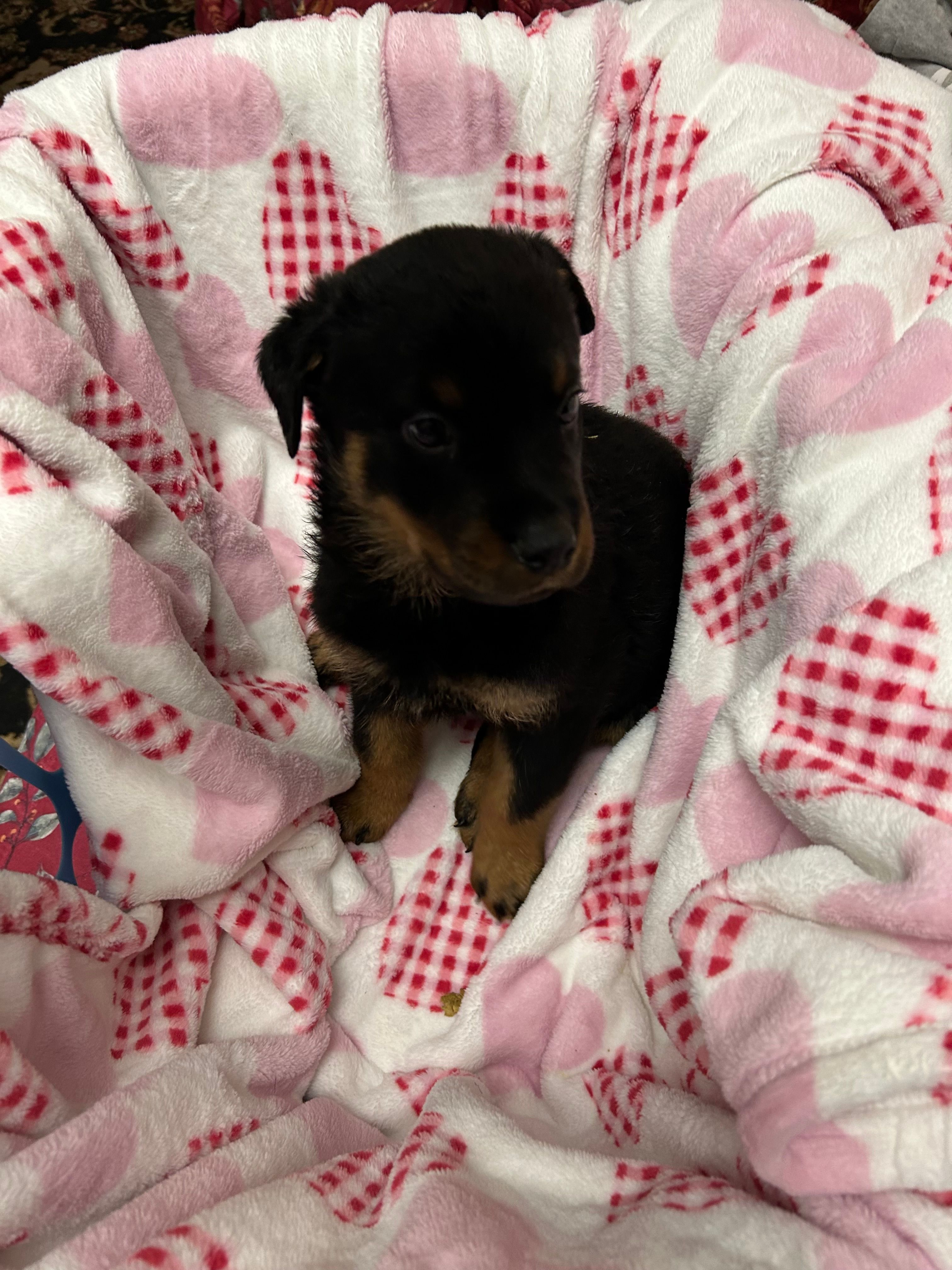 N/A – Rottweiler puppy for sale in Henrico, VA