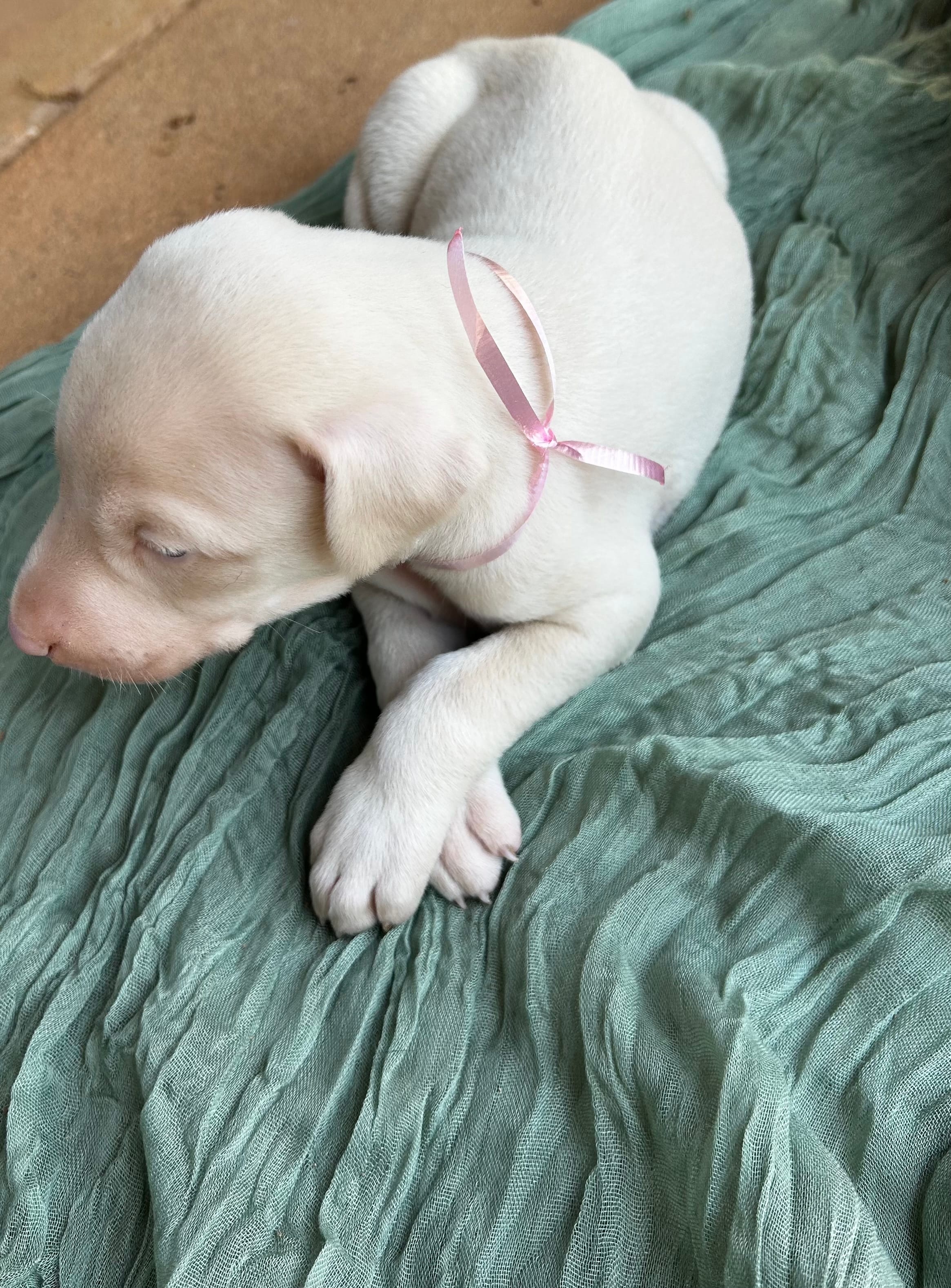 Puppy 2  – Doberman Pinscher puppy for sale in Covington, GA