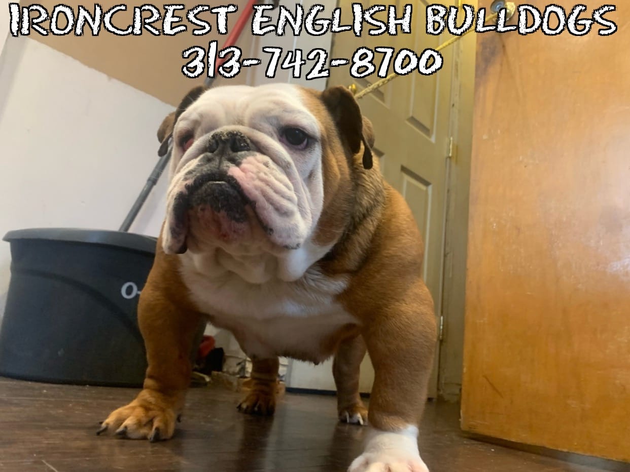 Cupcake  – English Bulldog puppy for sale in Rochester Hills, MI