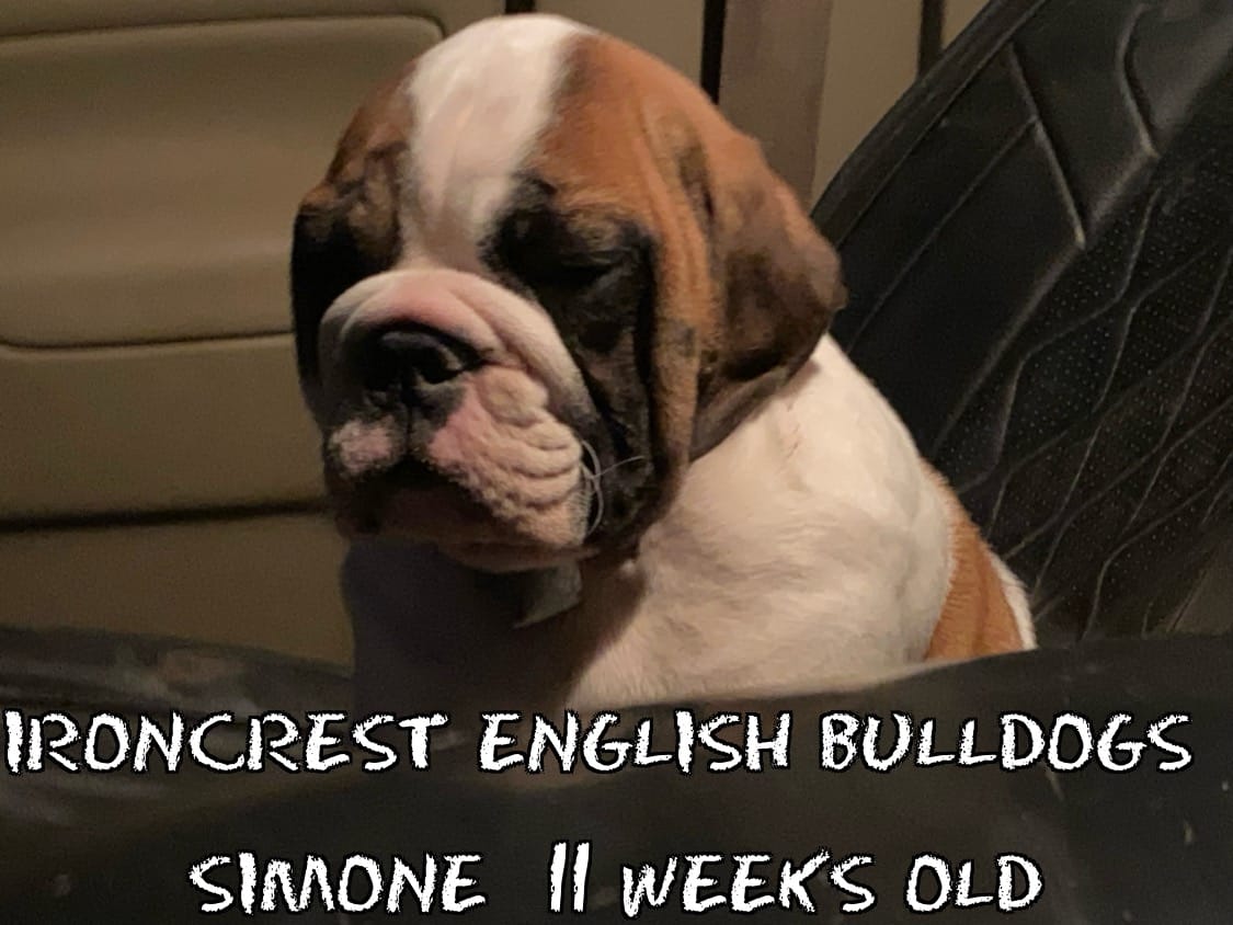 Simone – English Bulldog puppy for sale in Rochester Hills, MI