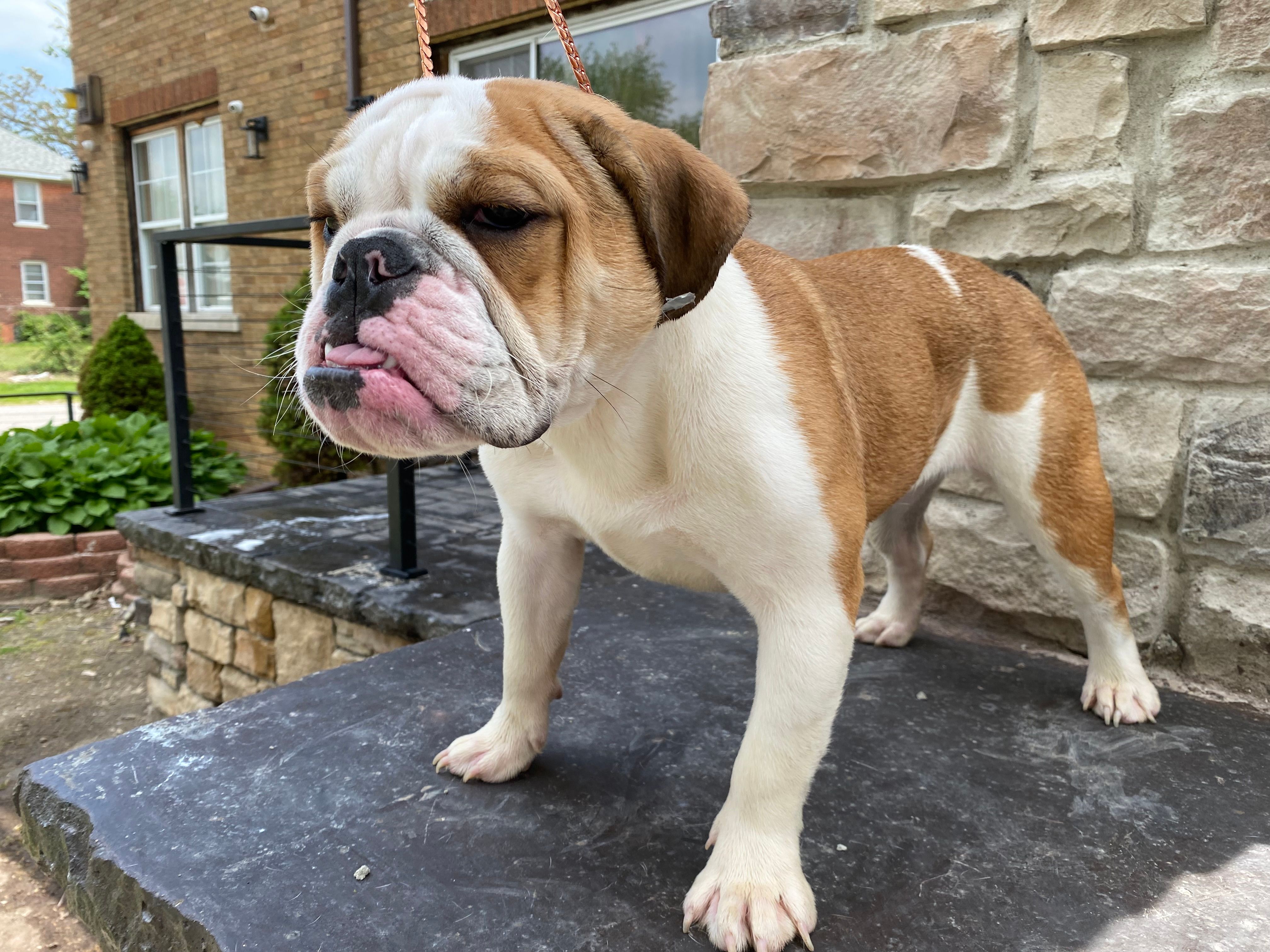 Sweet tooth  – English Bulldog puppy for sale in Rochester Hills, MI