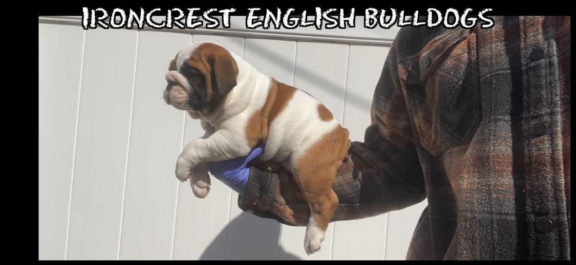 Sweetie pie – English Bulldog puppy for sale in Rochester Hills, MI