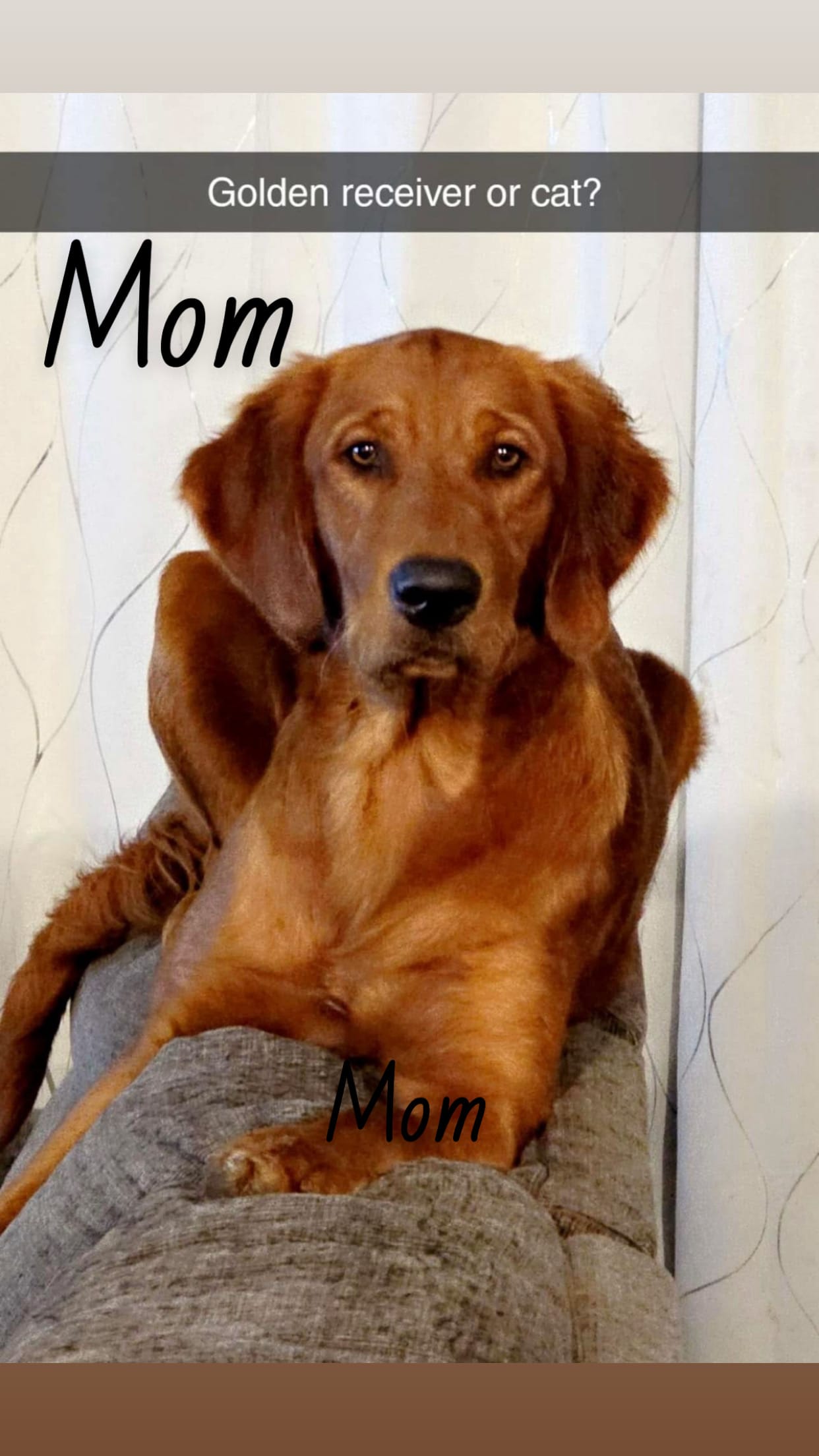 Golden Retriever Puppies