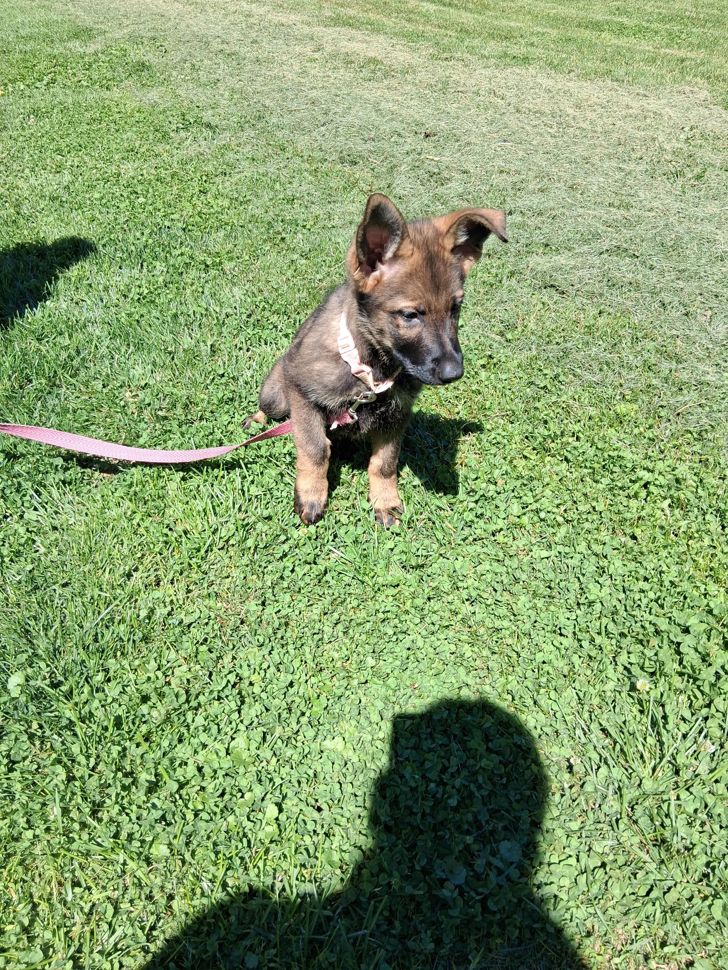 Pink Collar – German Shepherd Dog puppy for sale in Salem, IN