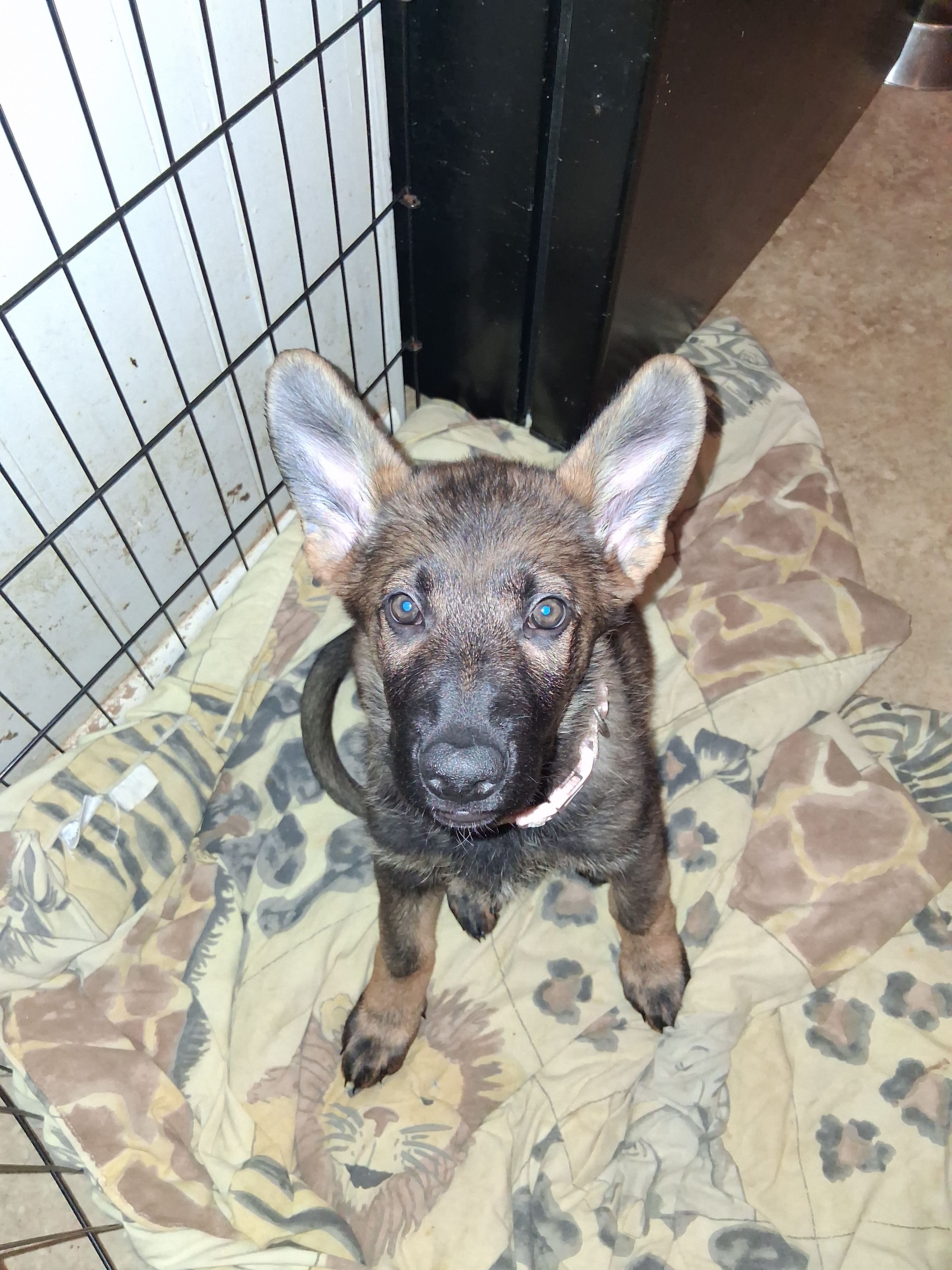 Pink Collar – German Shepherd Dog puppy for sale in Salem, IN