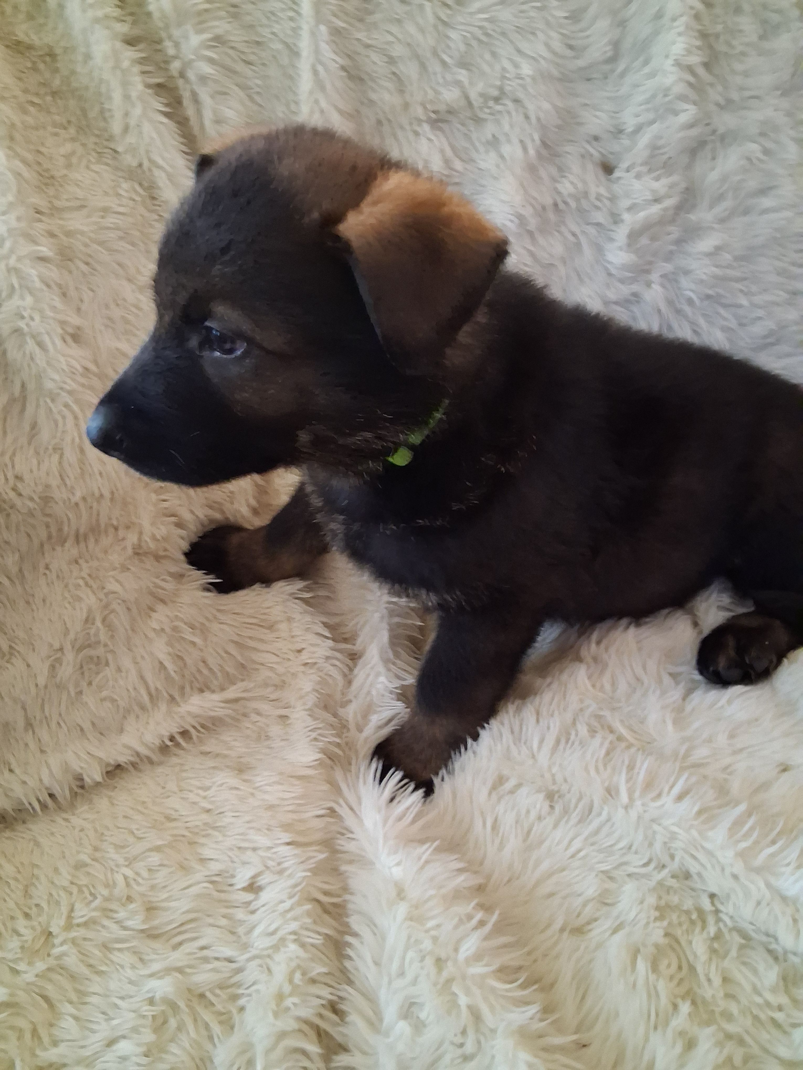 Green Collar – German Shepherd Dog puppy for sale in Salem, IN
