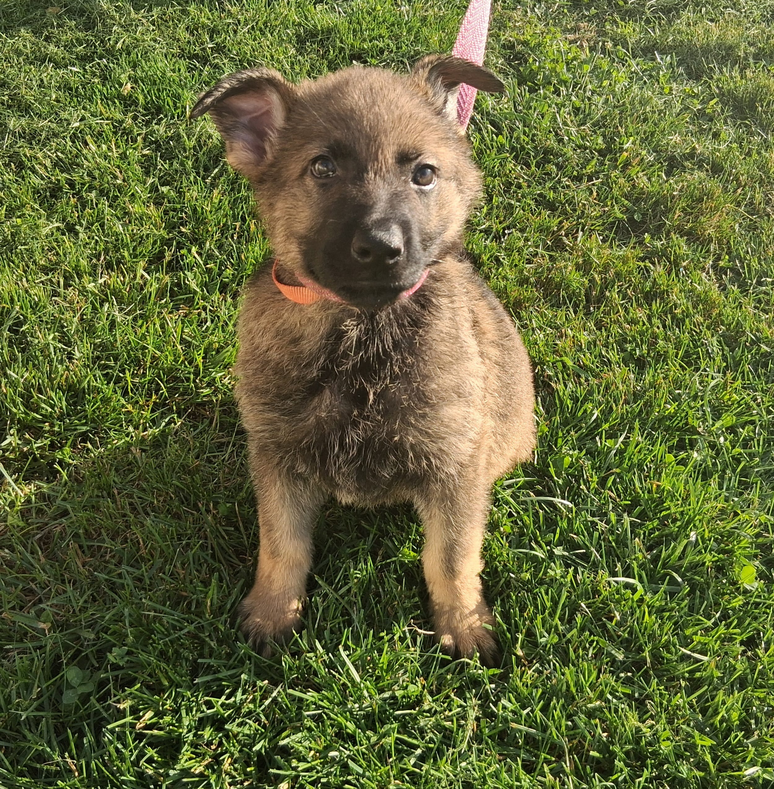 Orange Collar – German Shepherd Dog puppy for sale in Salem, IN