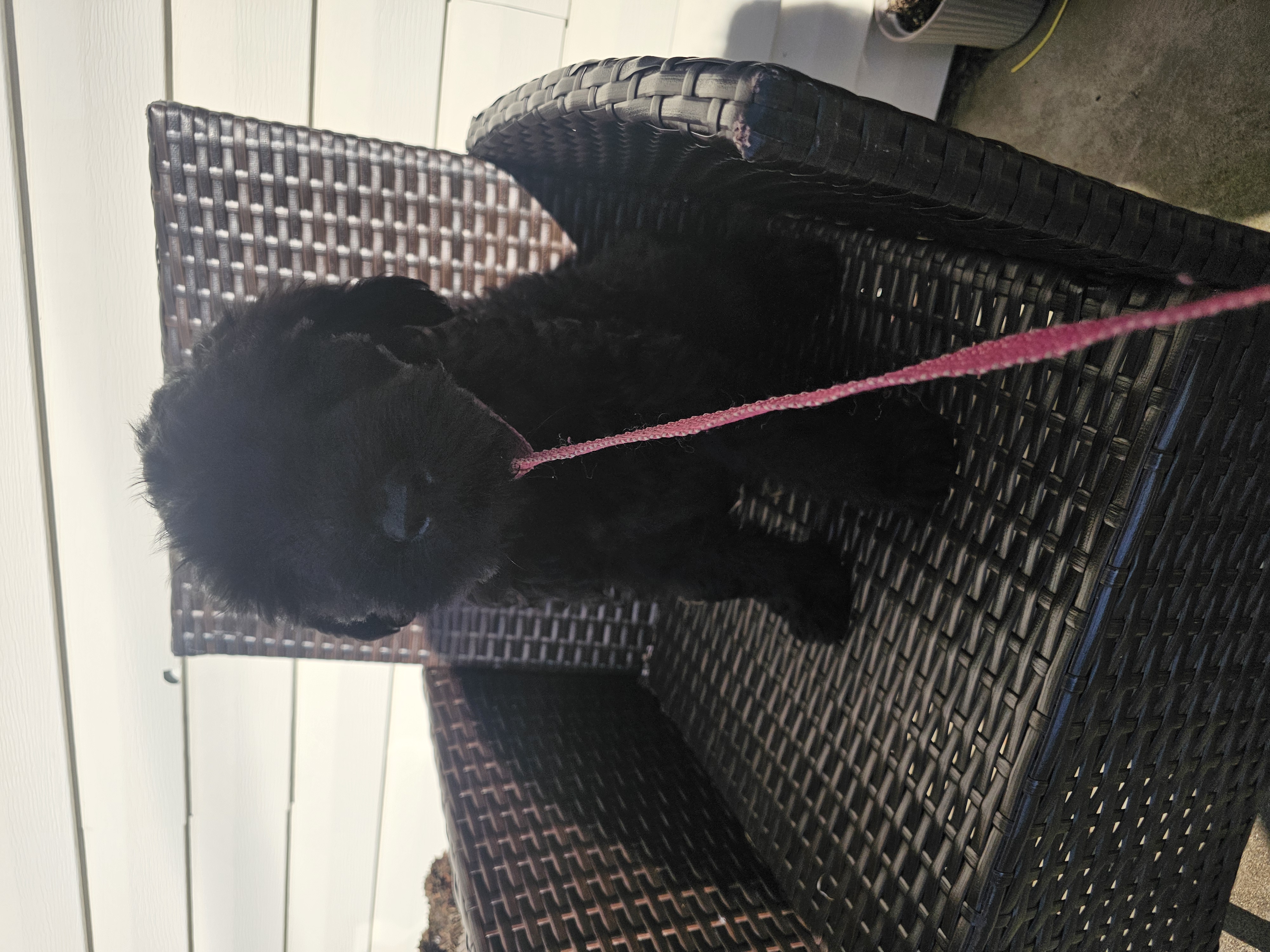 Green collar – Giant Schnauzer puppy for sale in Salem, IN