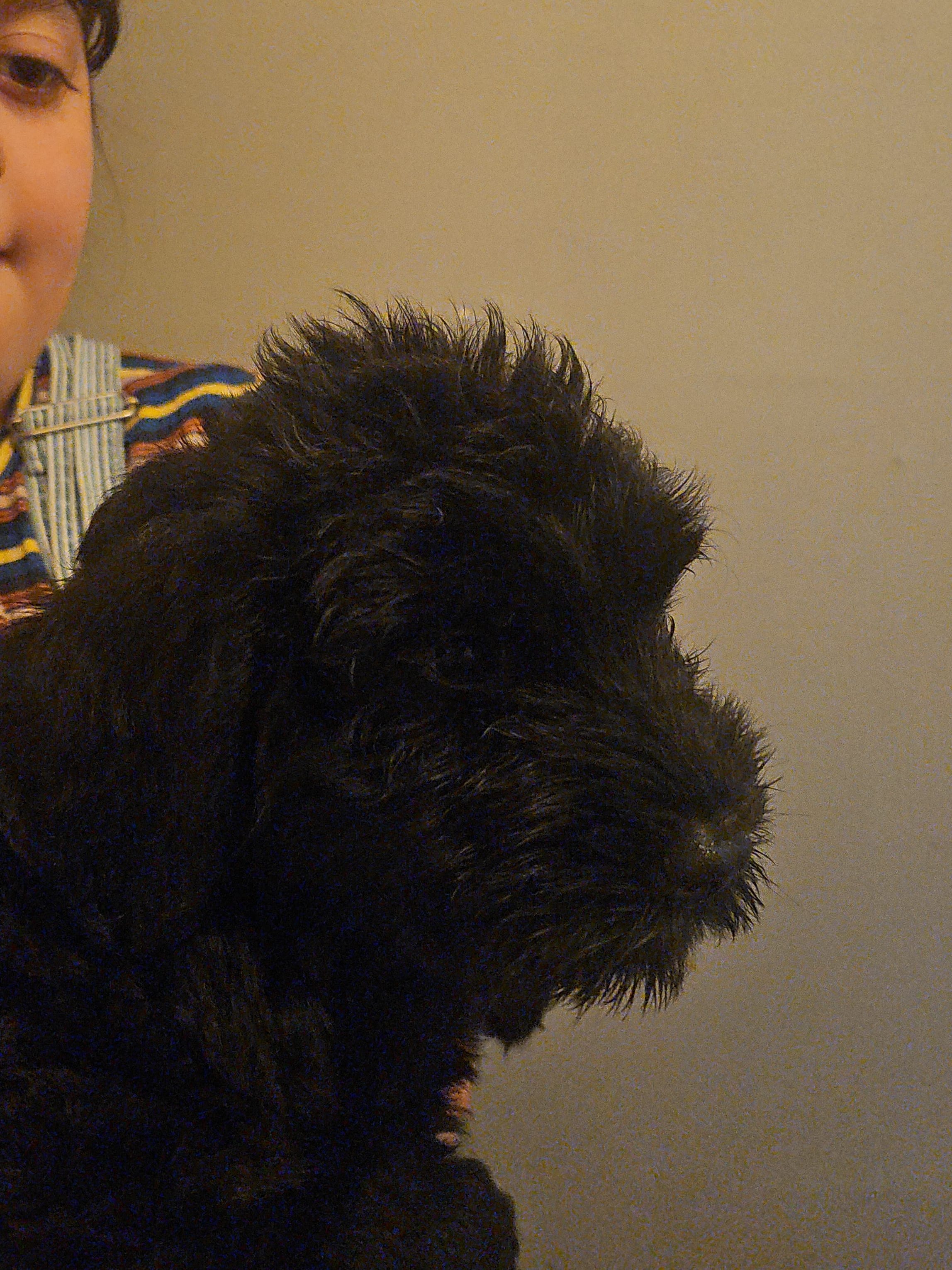 Green collar – Giant Schnauzer puppy for sale in Salem, IN