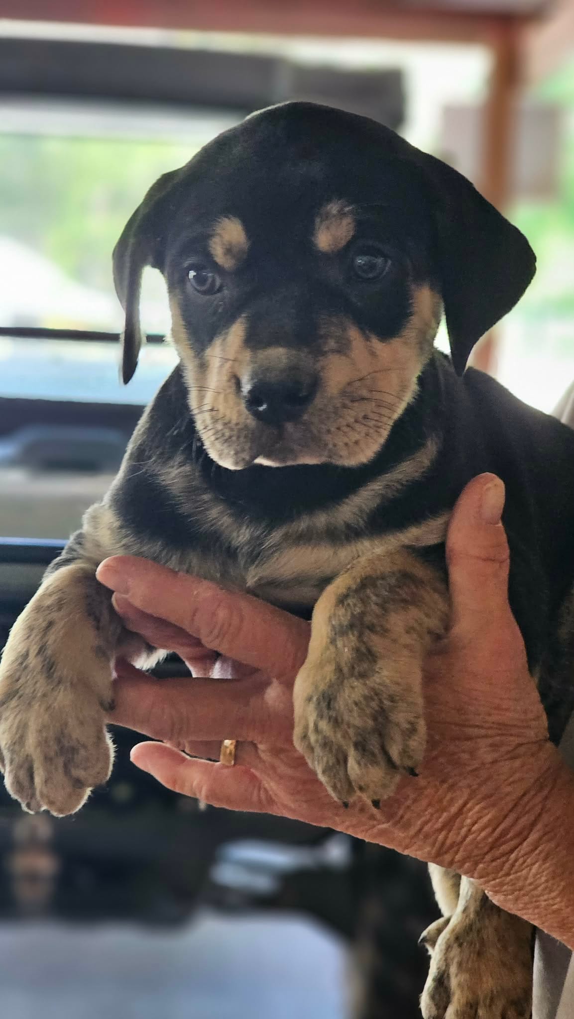 Maggie three – Catahoula Leopard Dog puppy for sale in Childersburg, AL