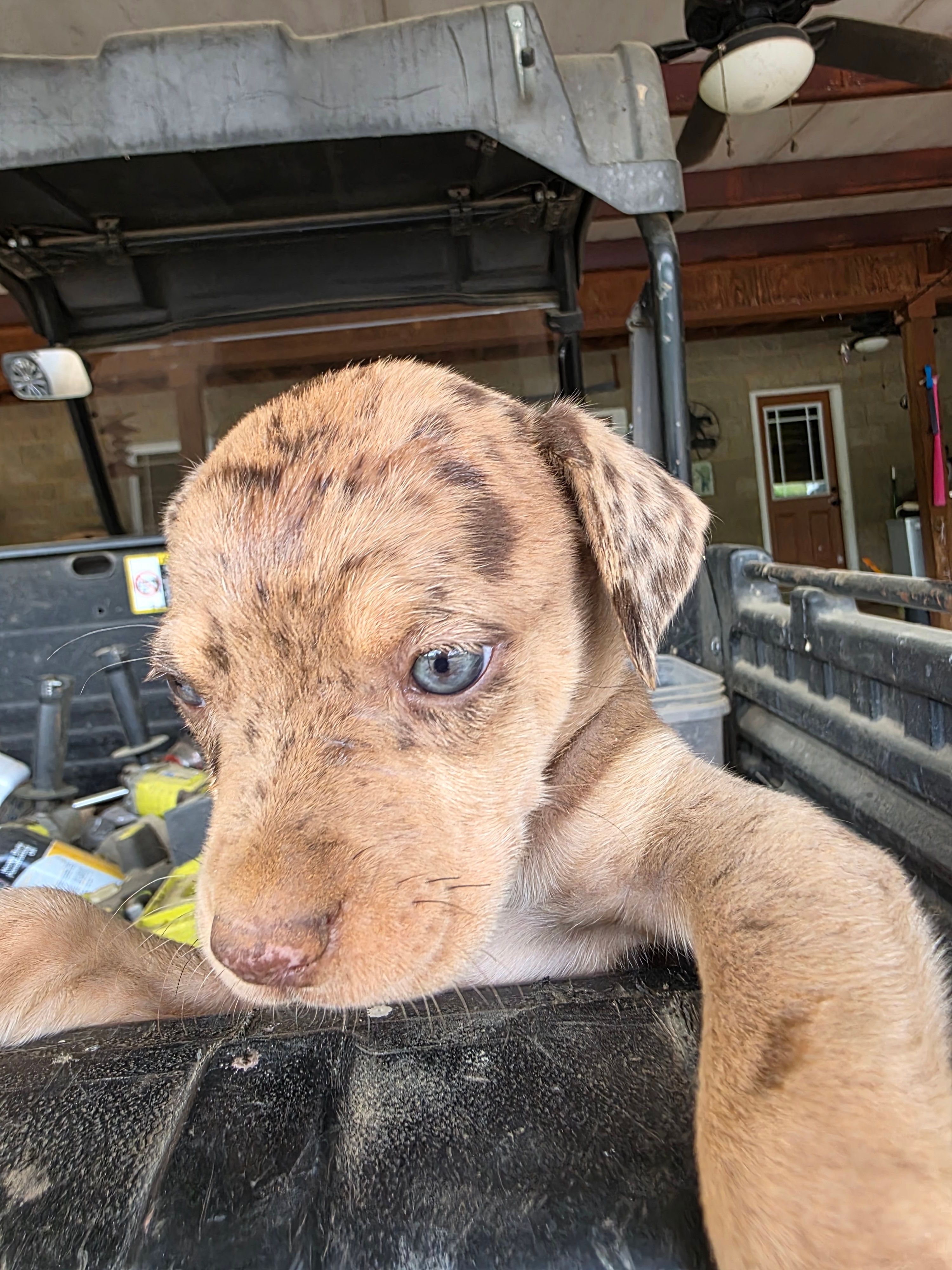 Male three  – Catahoula Leopard Dog puppy for sale in Childersburg, AL