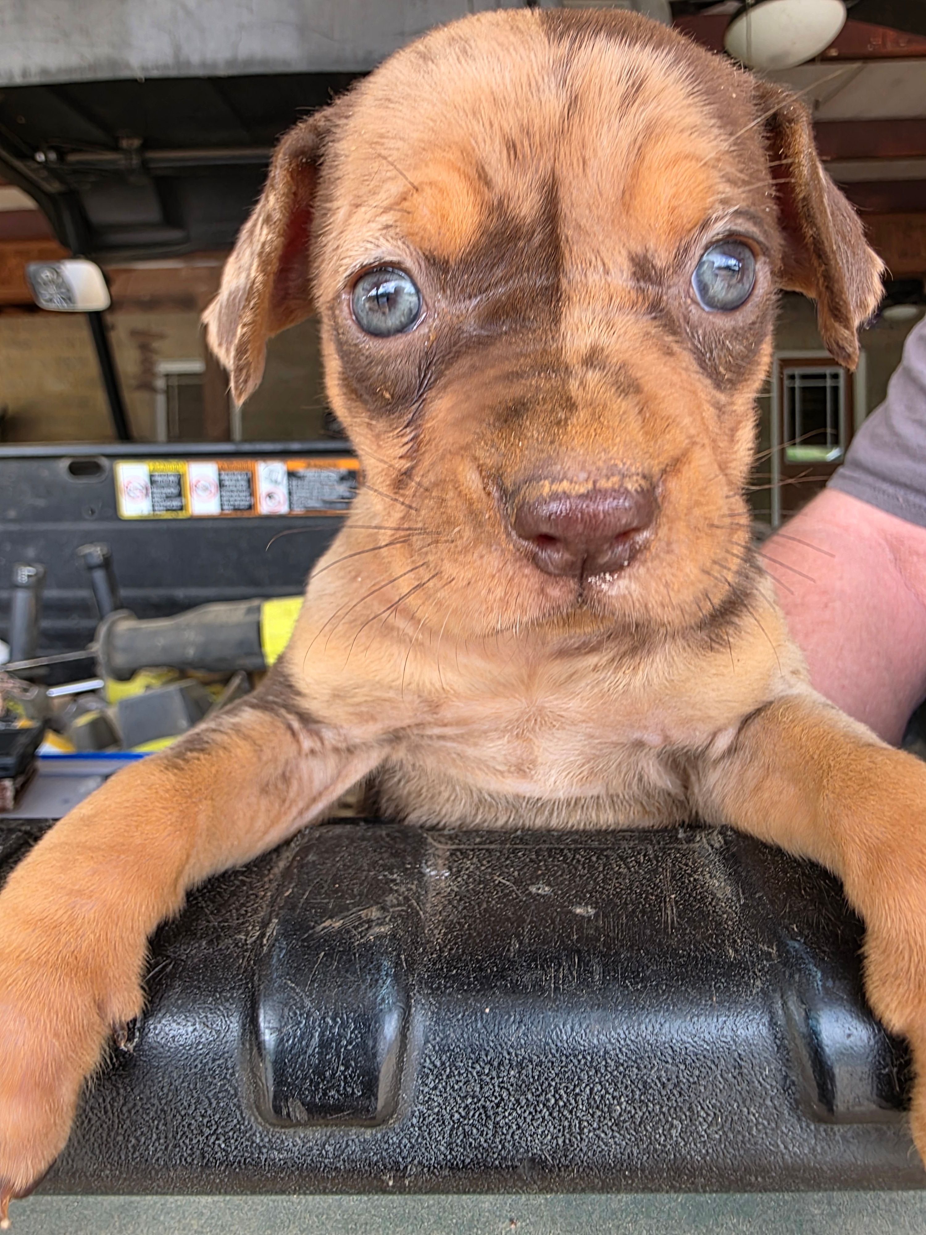 Female three  – Catahoula Leopard Dog puppy for sale in Childersburg, AL