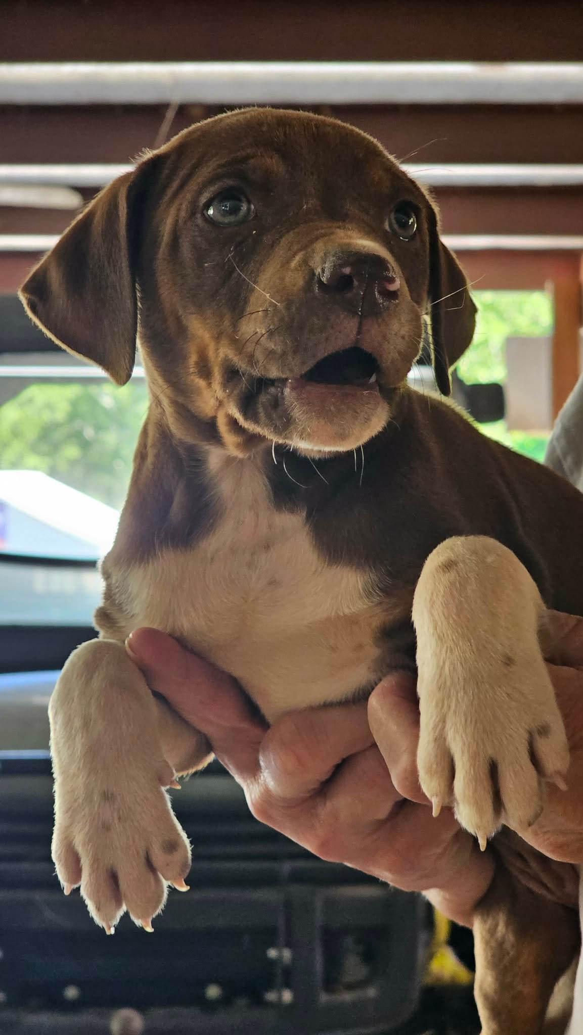Female six Wilma  – Catahoula Leopard Dog puppy for sale in Childersburg, AL