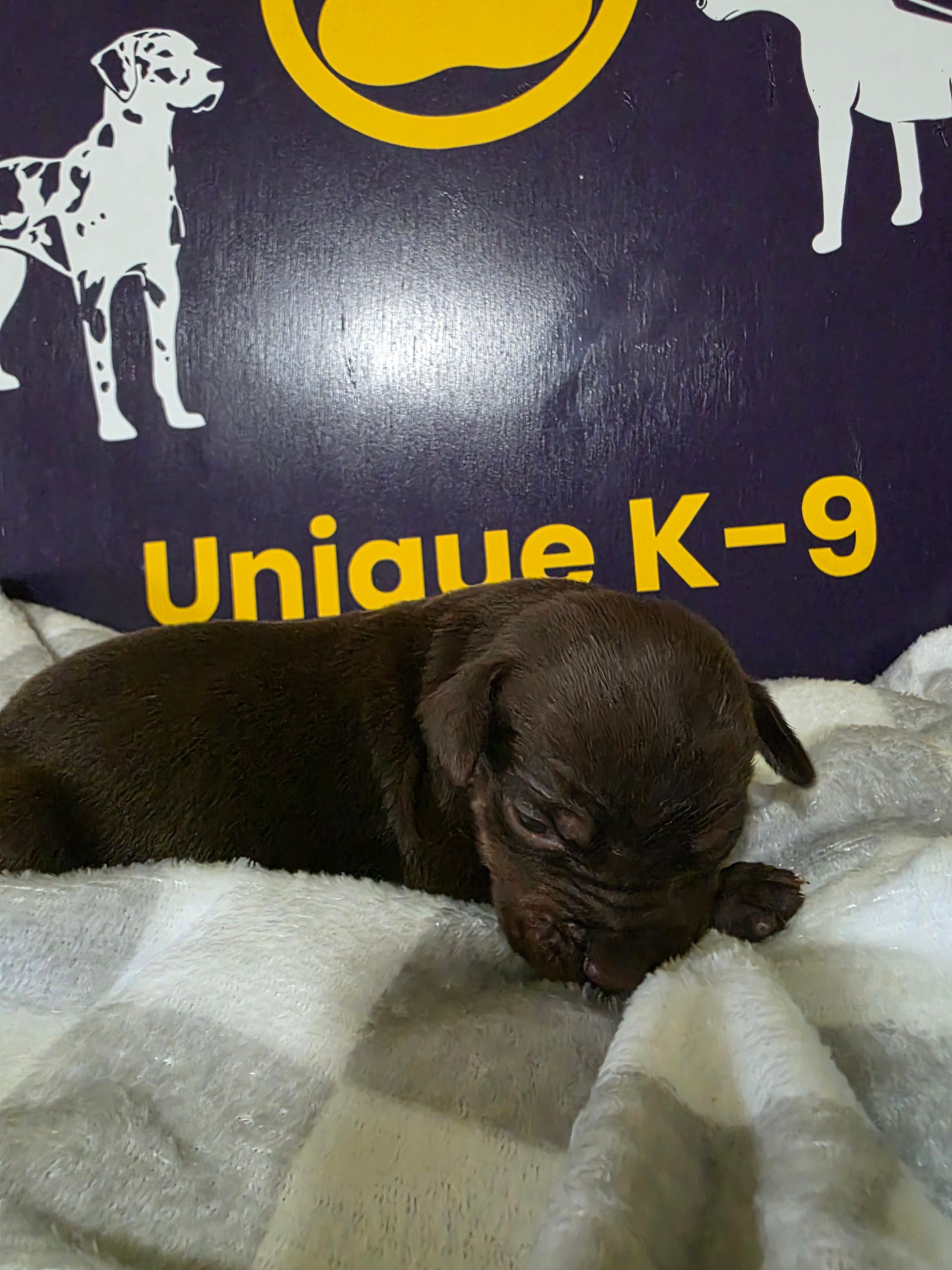 Male five – Catahoula Leopard Dog puppy for sale in Childersburg, AL