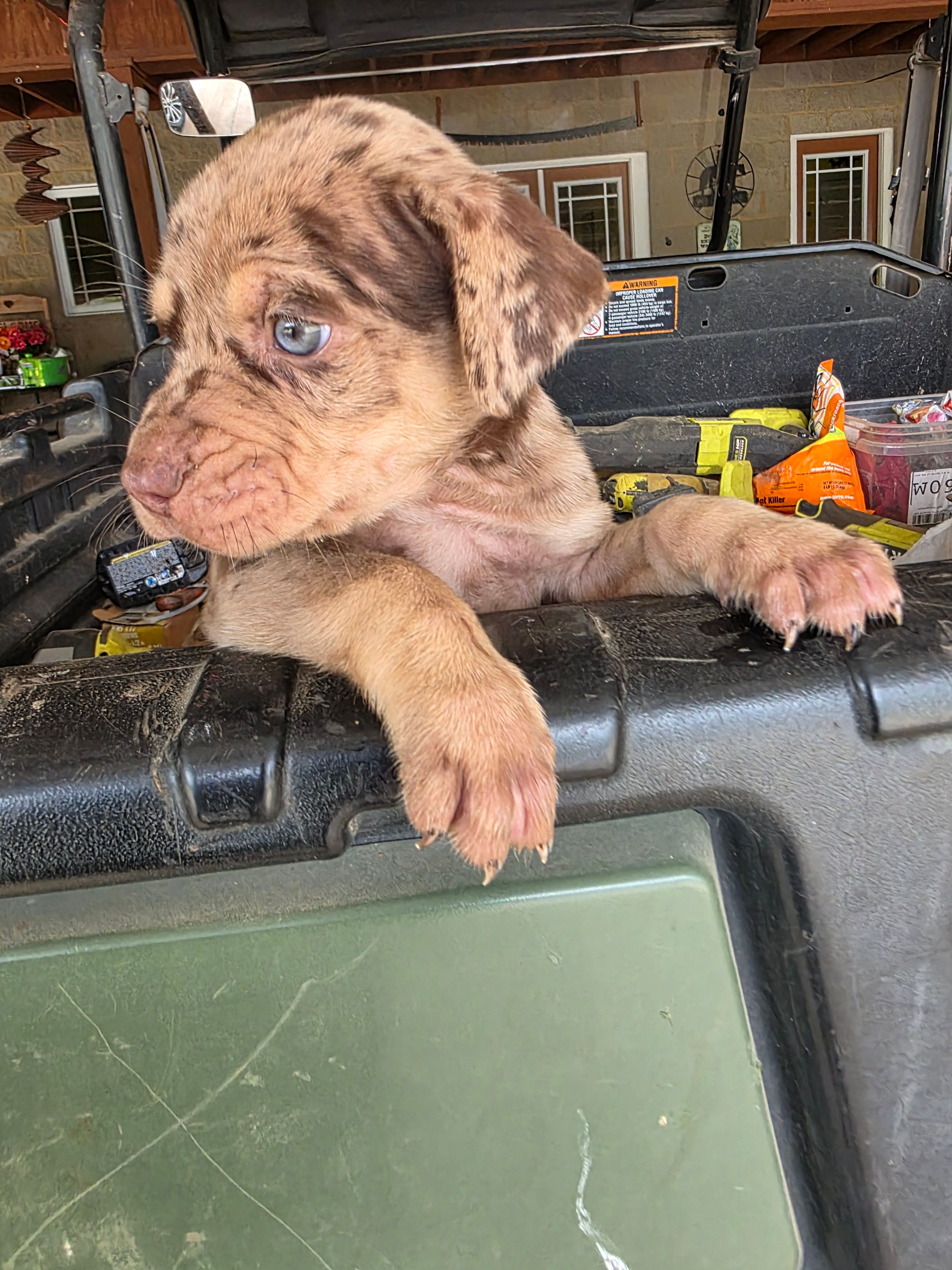 Male three  – Catahoula Leopard Dog puppy for sale in Childersburg, AL