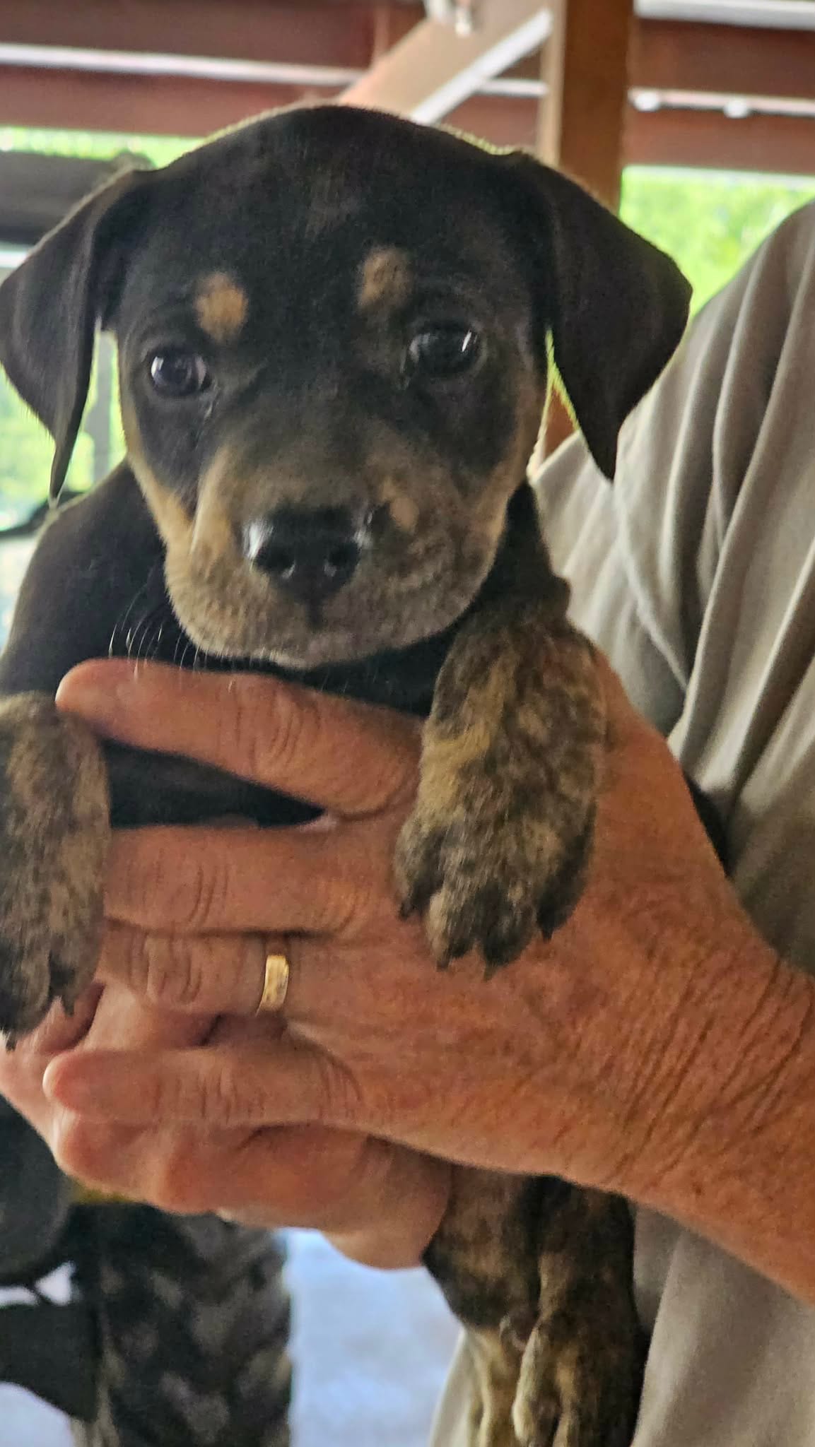 Maggie four – Catahoula Leopard Dog puppy for sale in Childersburg, AL