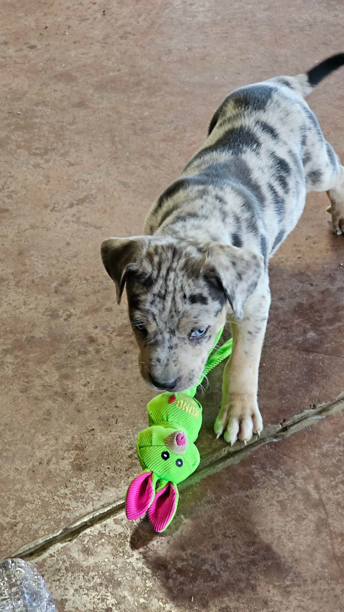Maggie one – Catahoula Leopard Dog puppy for sale in Childersburg, AL