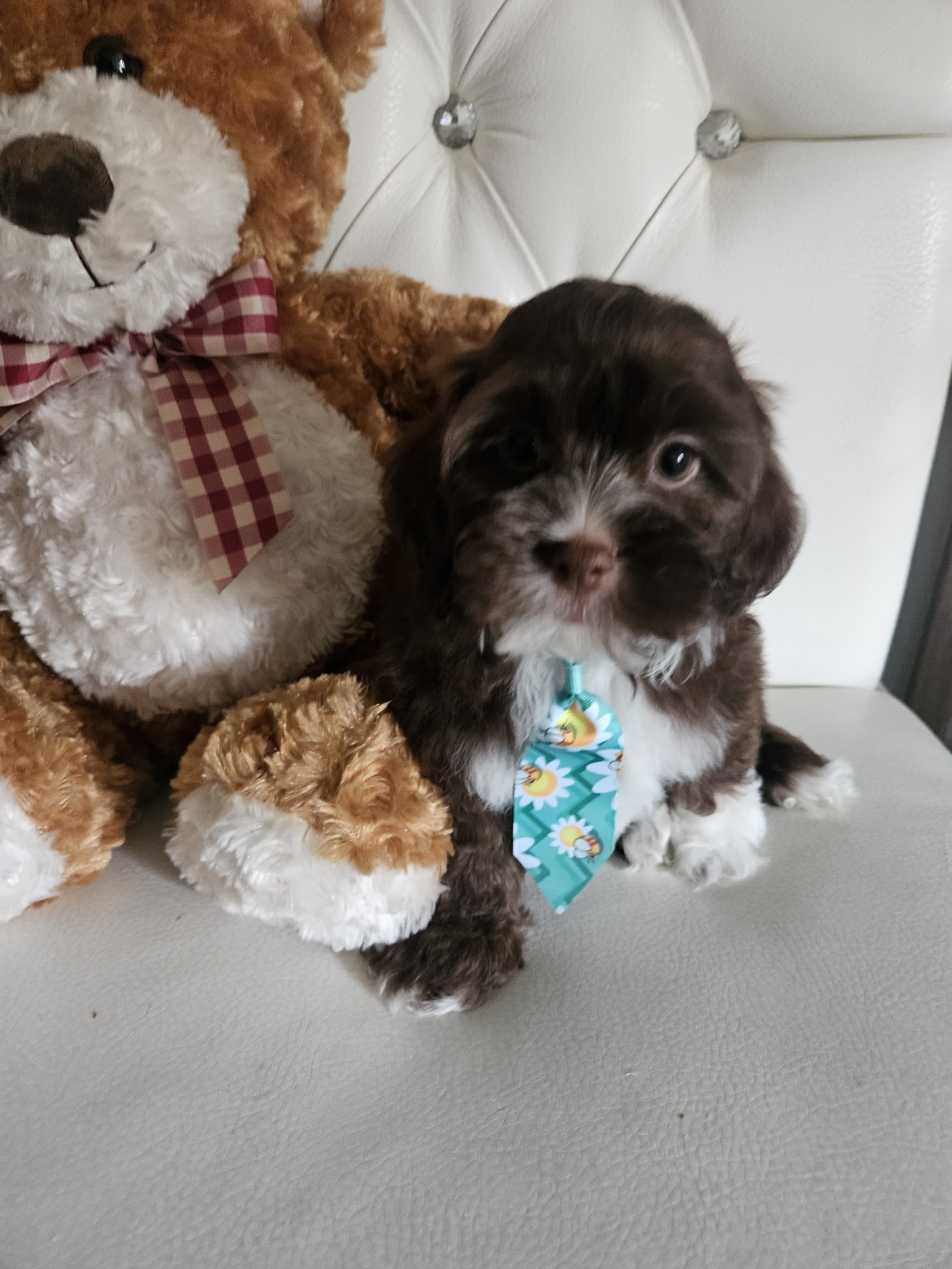 No name – Shih Tzu, Poodle - Standard  puppy for sale in Adelanto, CA