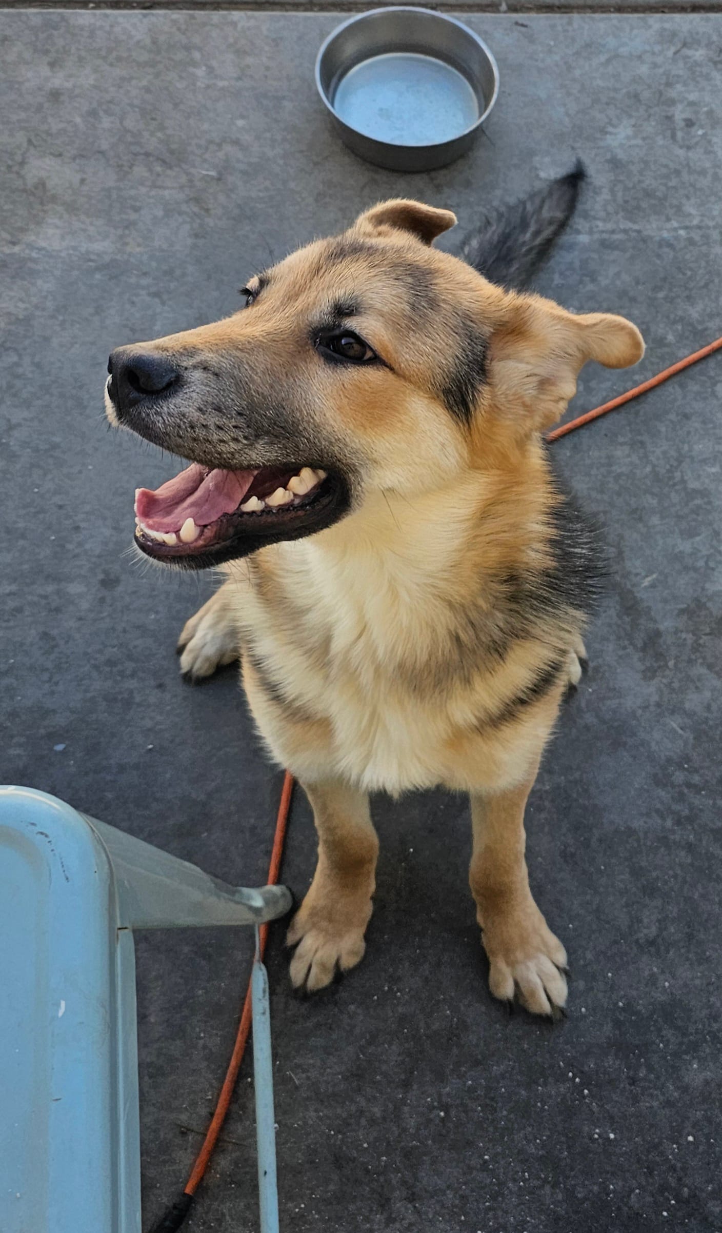 Simba – German Shepherd Dog puppy for sale in Adelanto, CA