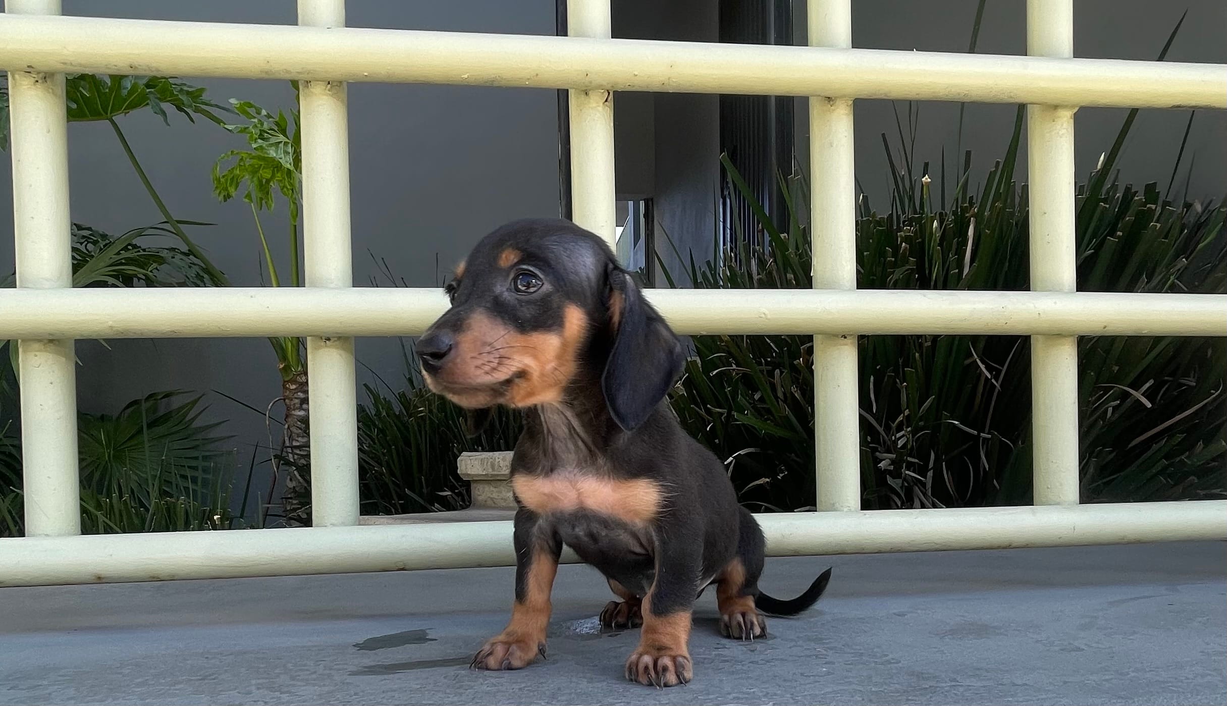 Archie – Miniature Dachshund puppy for sale in Oceanside, CA