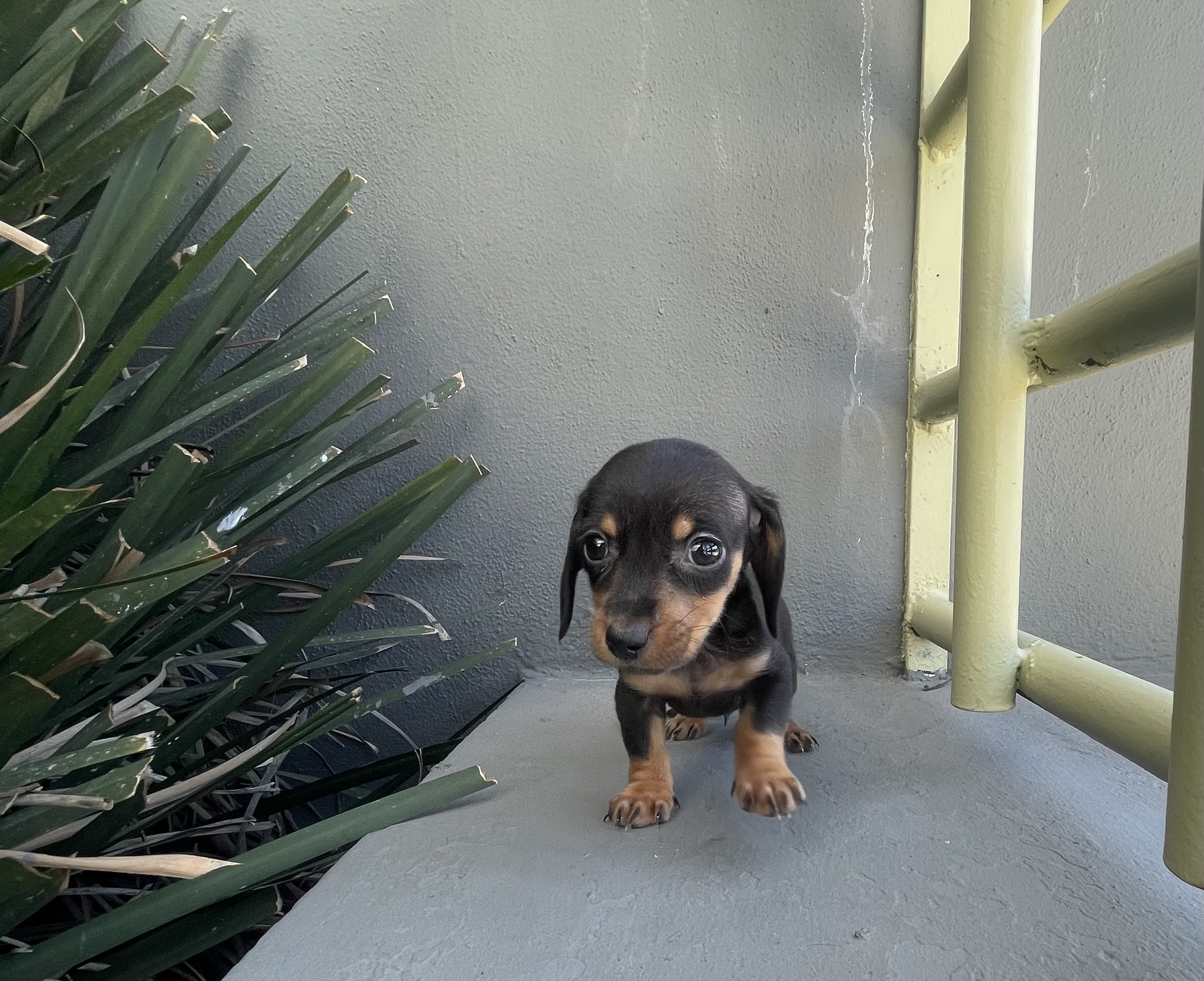 Weenie – Miniature Dachshund puppy for sale in Oceanside, CA