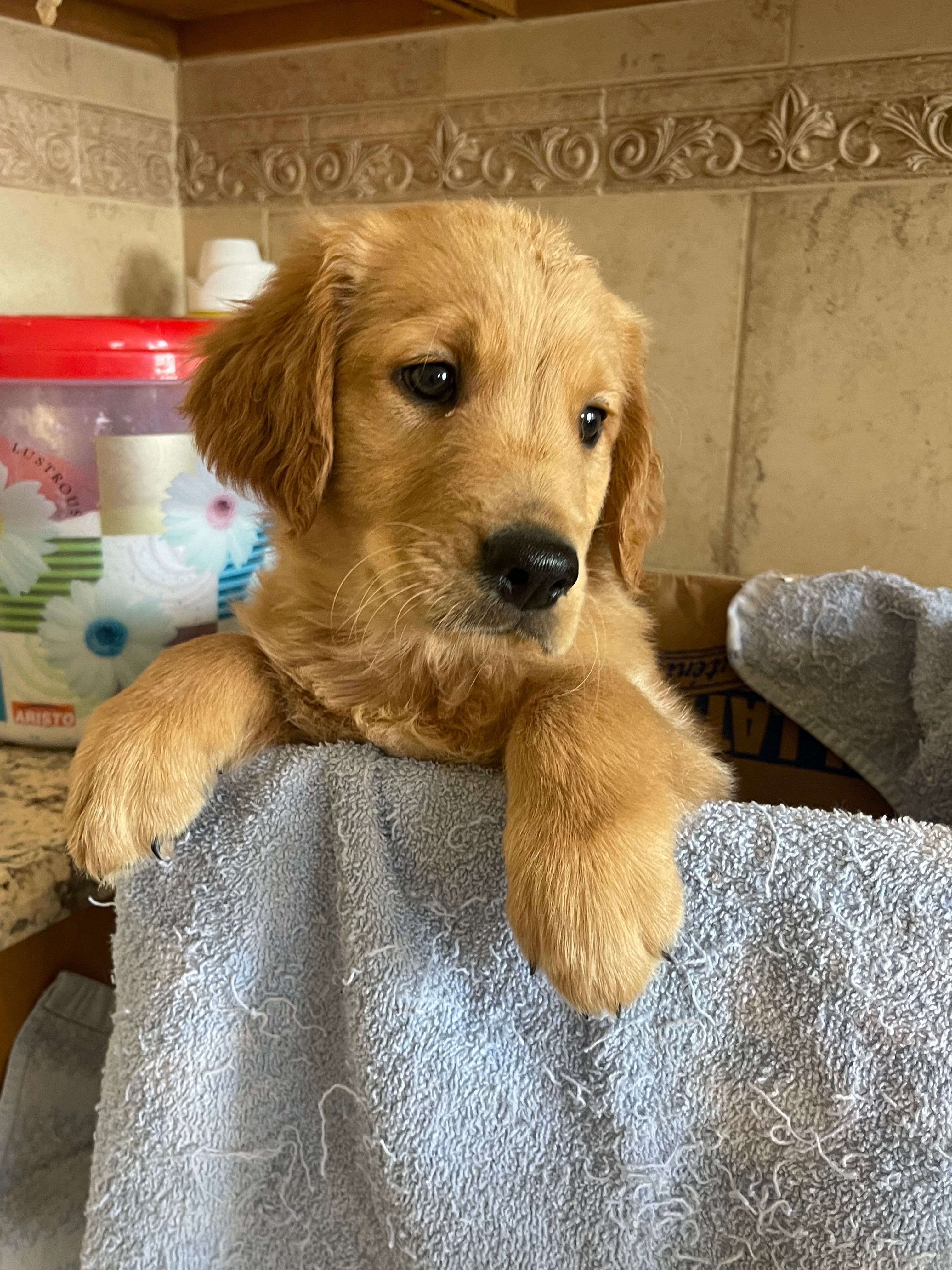 Golden retriever  – Golden Retriever puppy for sale in Fort Myers Shores, FL