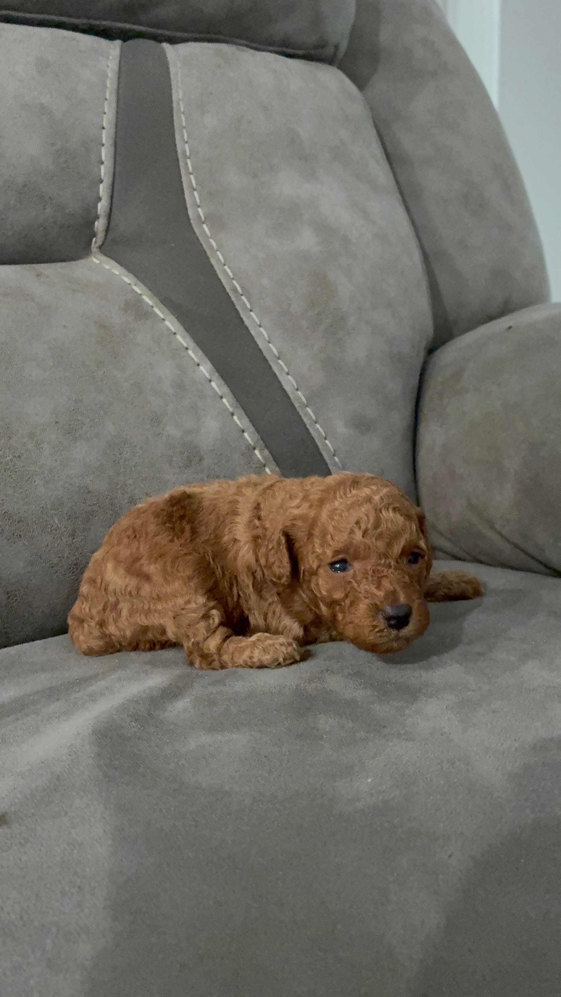 Toypoodle  – Poodle - Toy  puppy for sale in Fort Myers Shores, FL