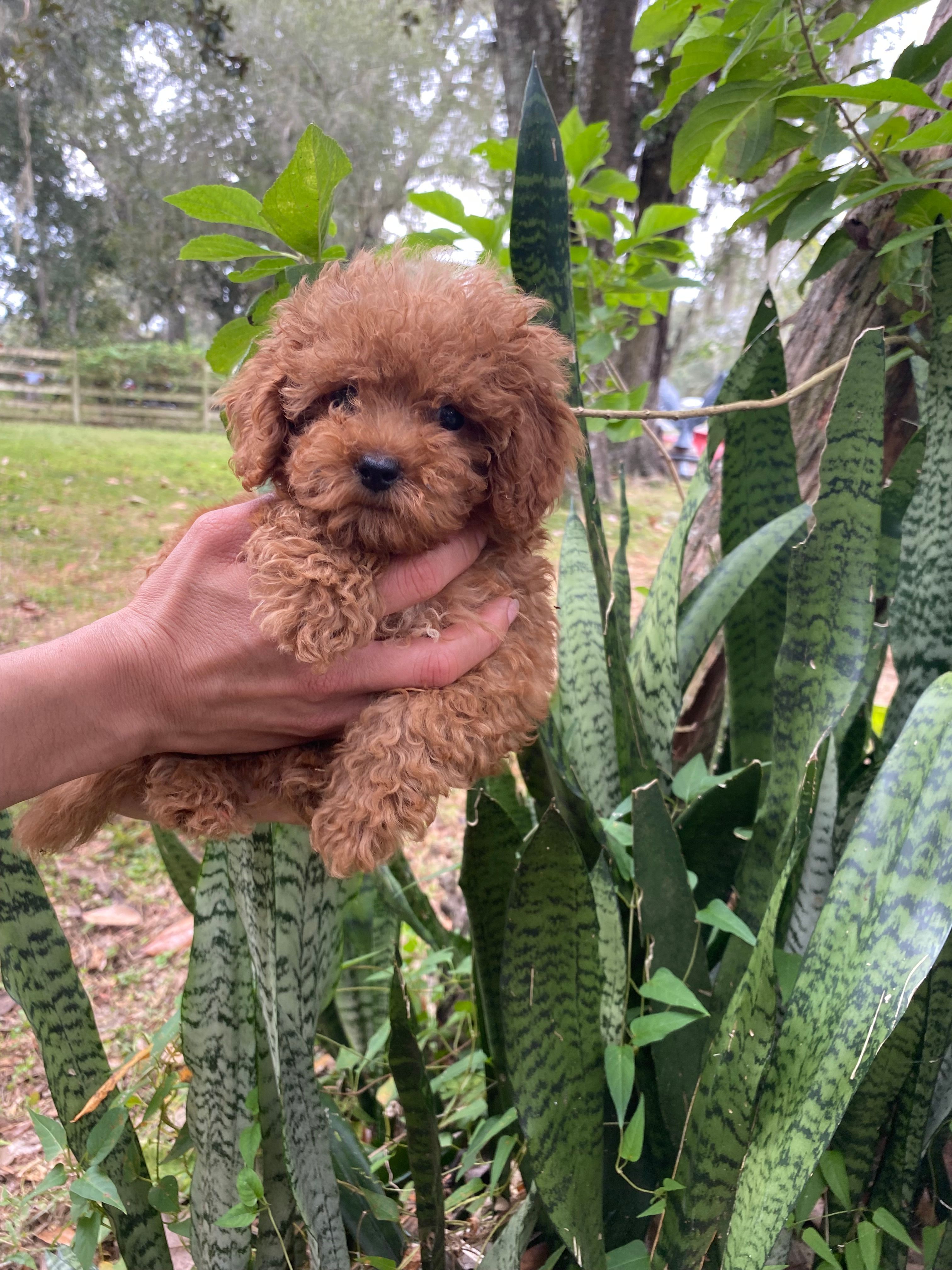 Toypoodle  – Poodle - Toy  puppy for sale in Fort Myers Shores, FL