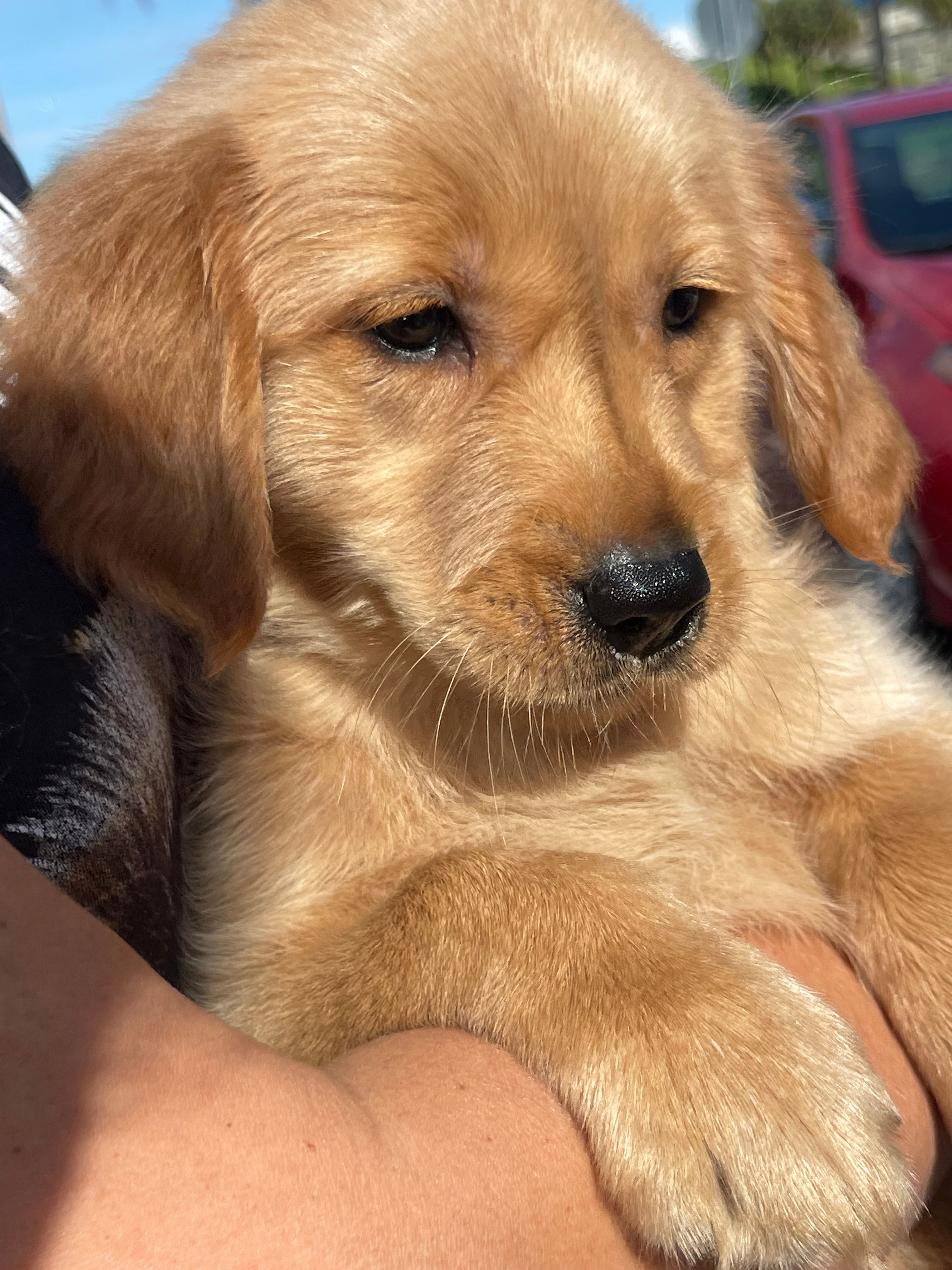 Golden retriever  – Golden Retriever puppy for sale in Fort Myers Shores, FL