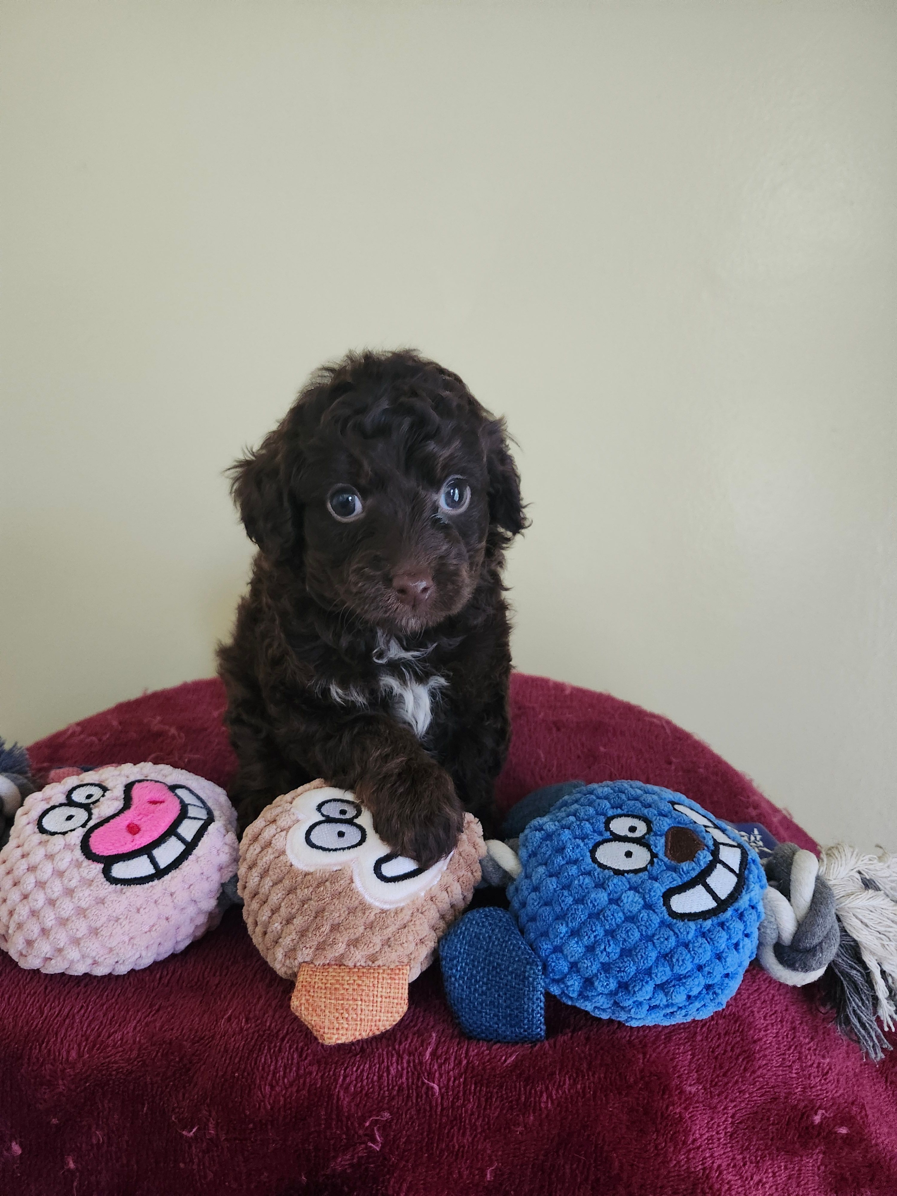 Brown male – Cockapoo puppy for sale in Rehoboth, MA