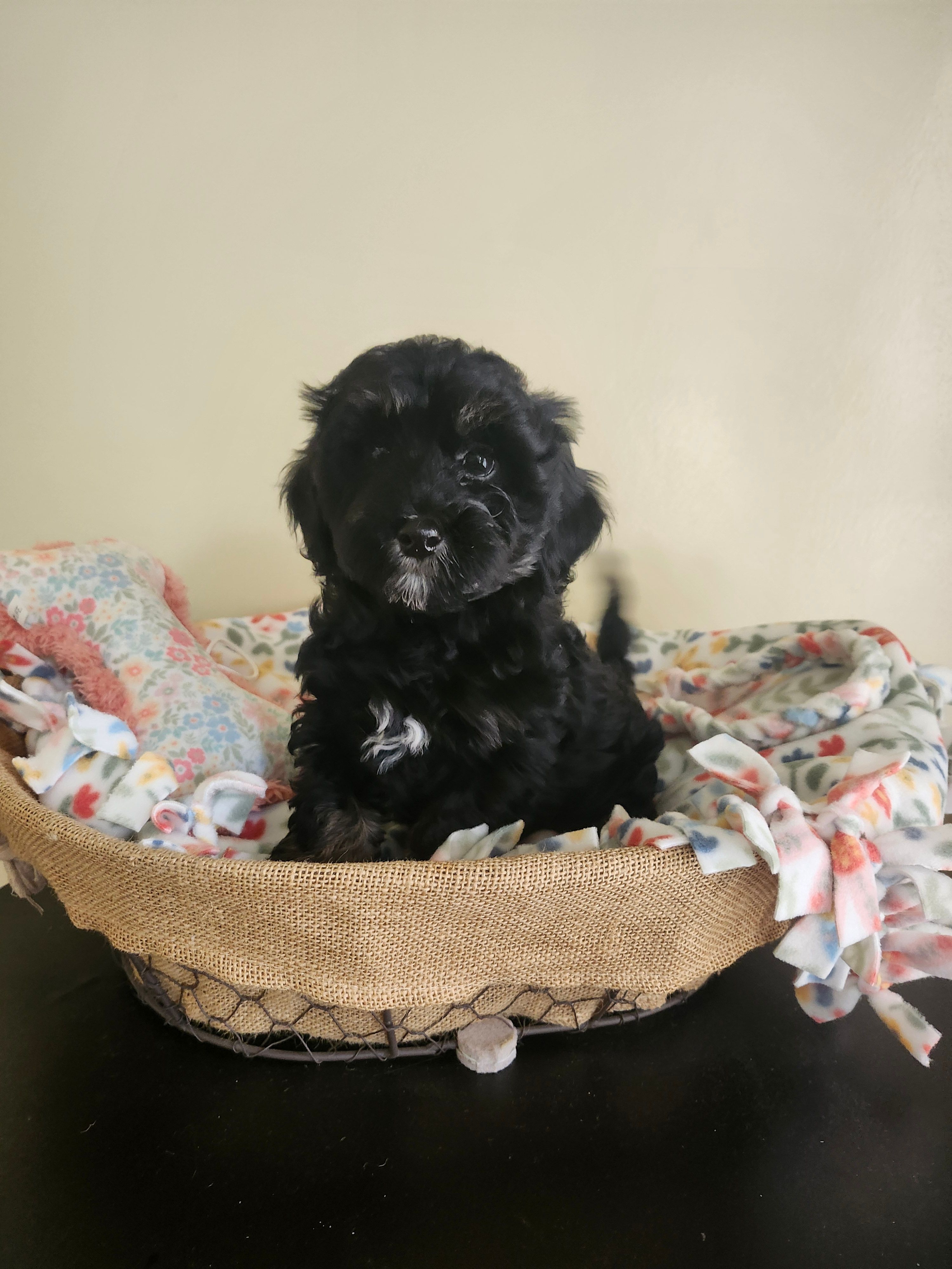 Female Havapoo – Cavapoo puppy for sale in Rehoboth, MA