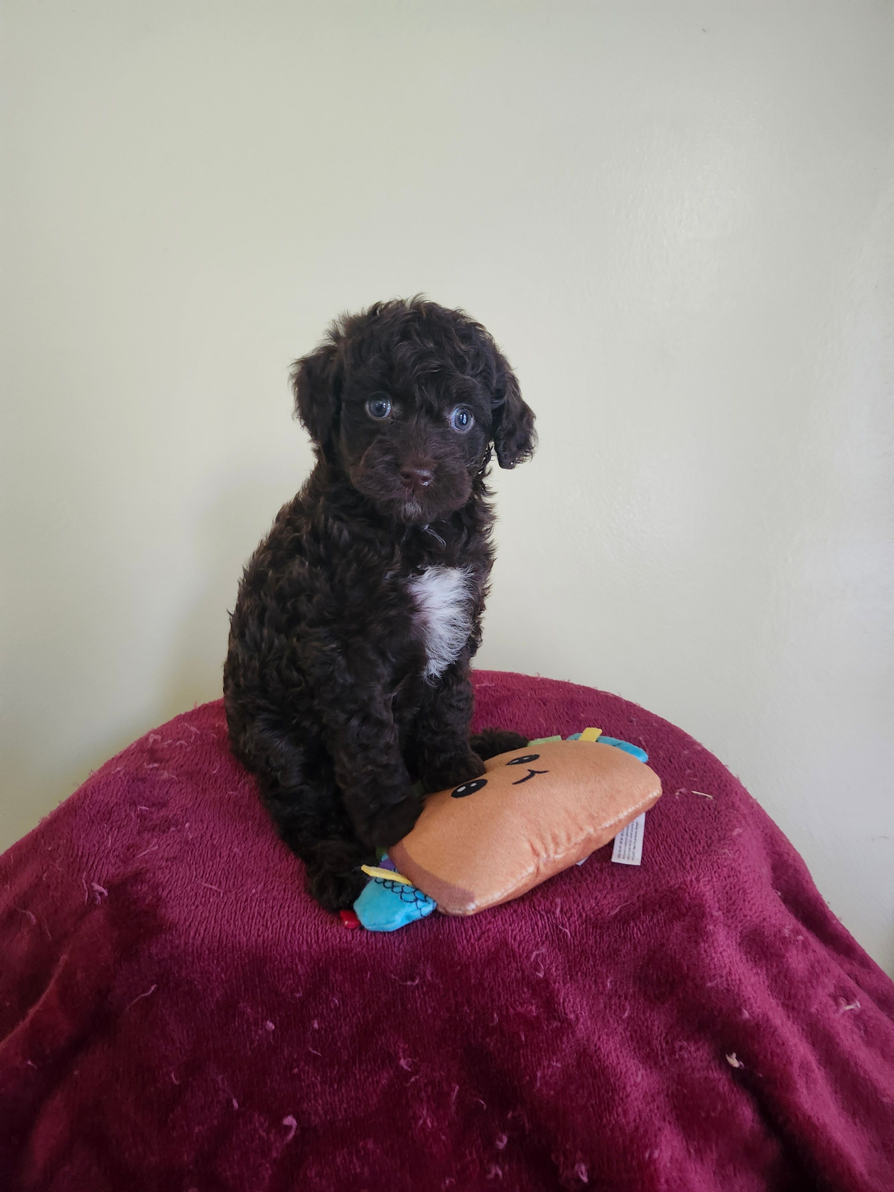 Female #1 – Cockapoo puppy for sale in Rehoboth, MA