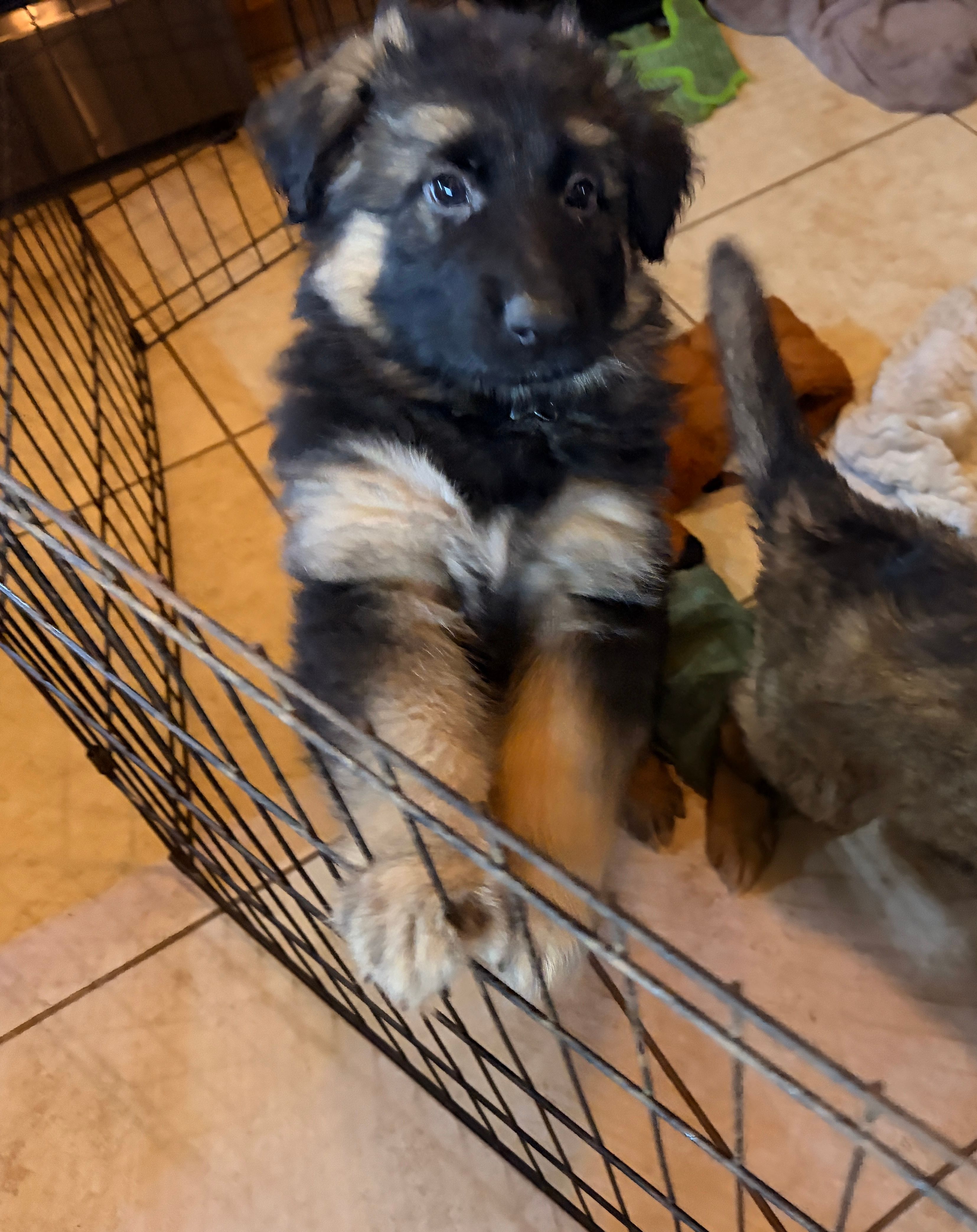 Teddy  – German Shepherd Dog puppy for sale in Monroe, GA