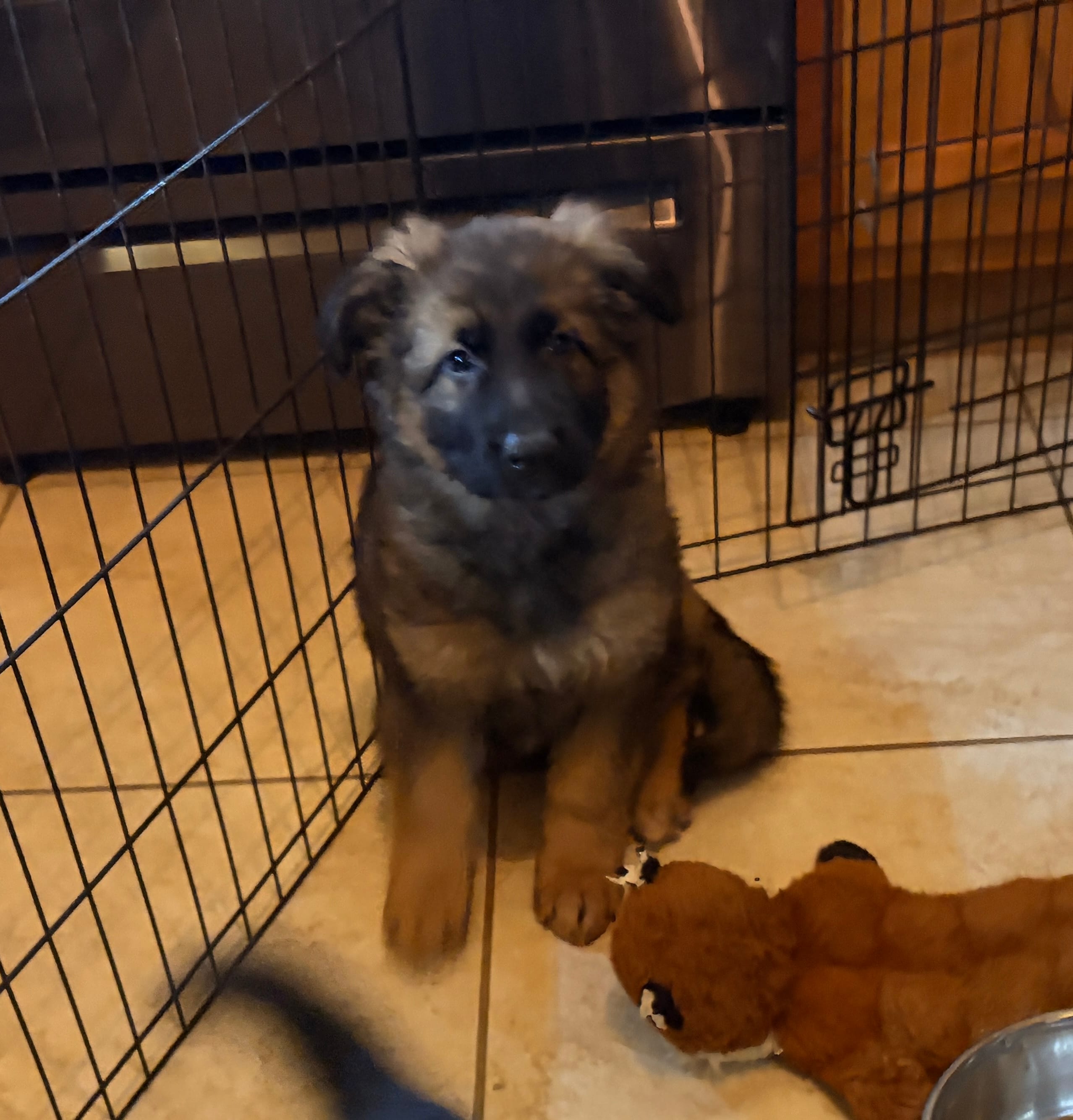 Bear – German Shepherd Dog puppy for sale in Monroe, GA