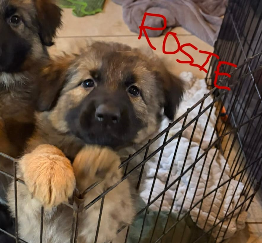 Rosie – German Shepherd Dog puppy for sale in Monroe, GA