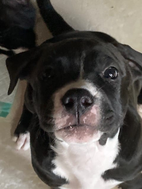 Pink 2 – American Pit Bull Terrier, American Mastiff puppy for sale in Tampa, FL