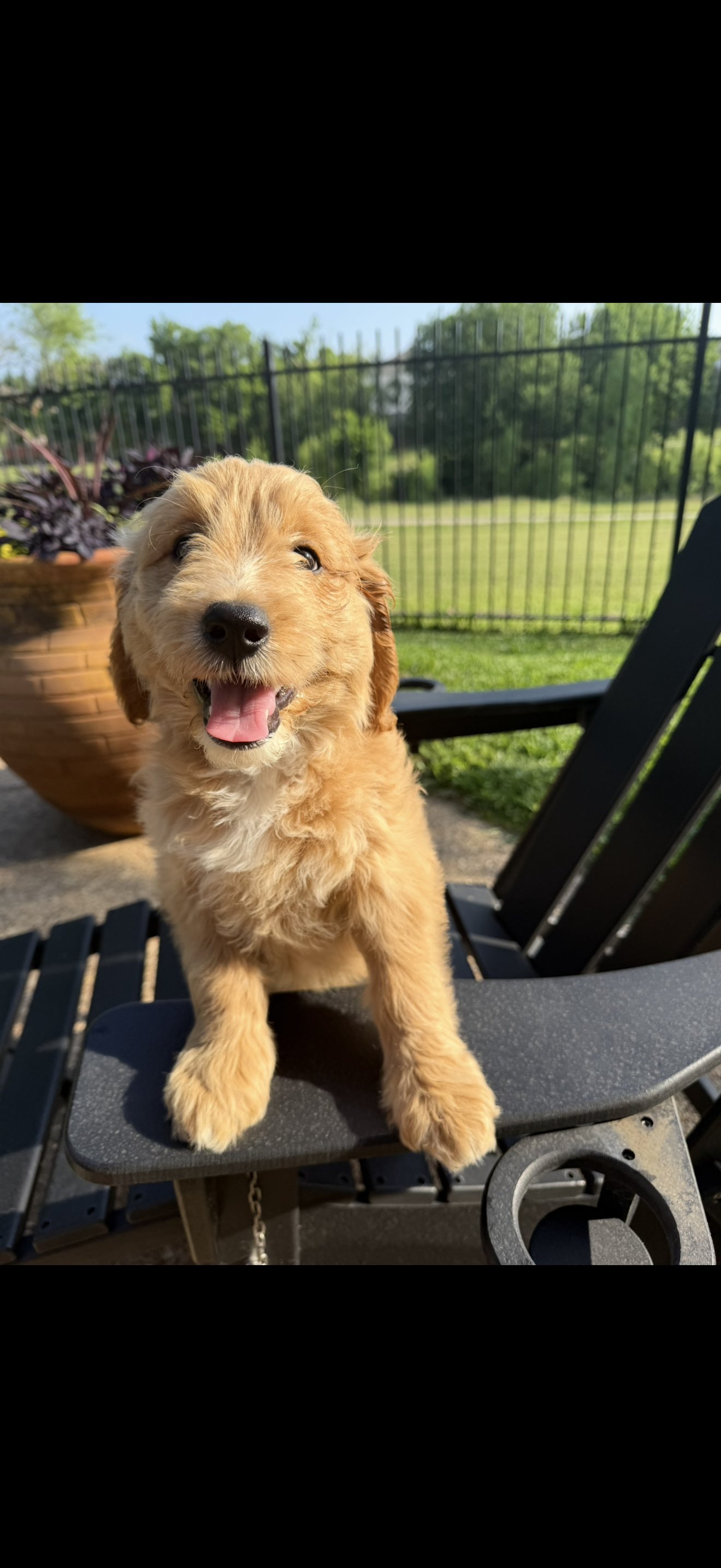 Lime Green Color, a female Miniature Goldendoodle for sale in Fort Worth, TX – Photo 4 of 6
