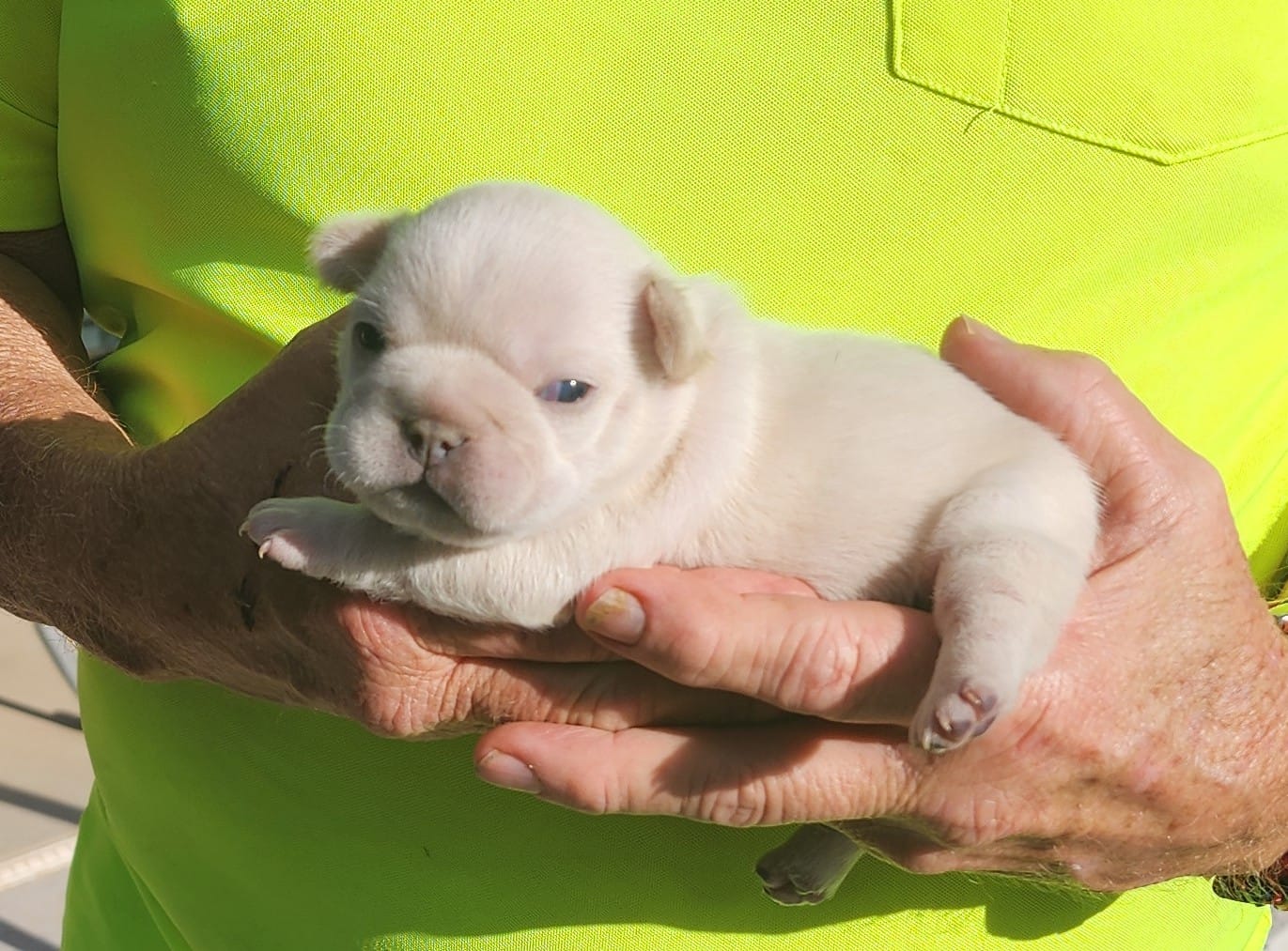 Lit'l Ona/FULL AKC REGISTRATION  – French Bulldog puppy for sale in Phoenix, AZ