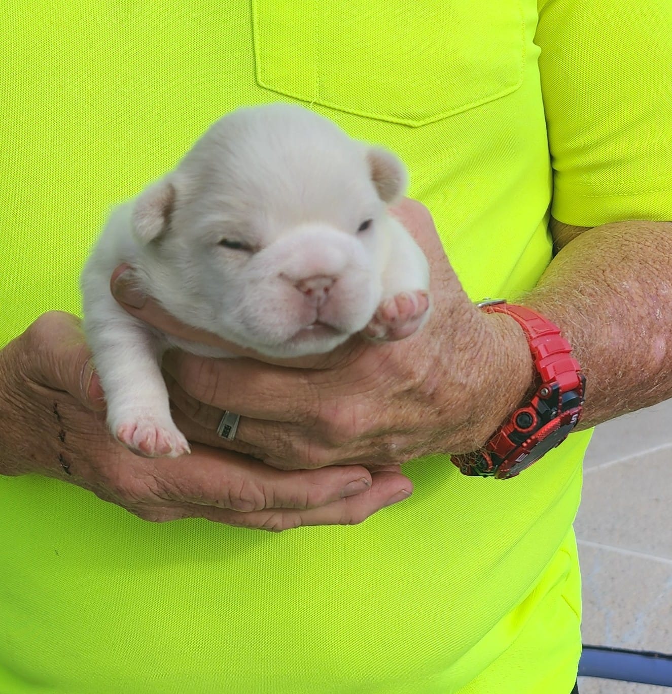 Lit'l Opal/FULL AKC REGISTRATION  – French Bulldog puppy for sale in Phoenix, AZ