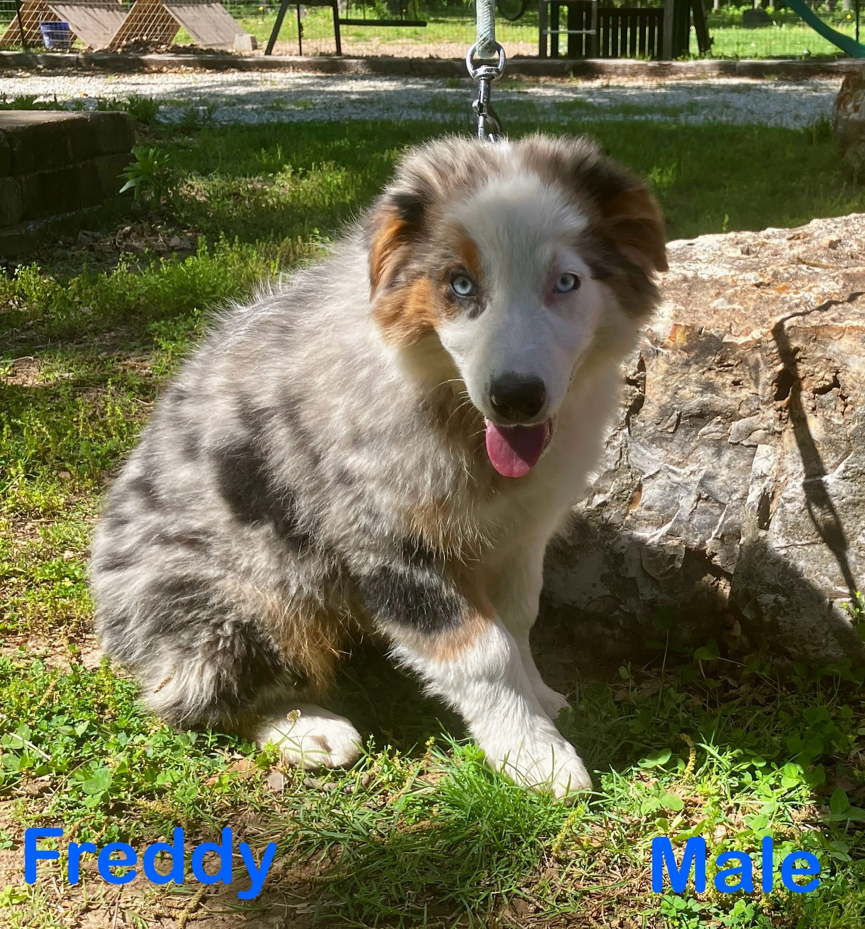 Freddy – Australian Shepherd puppy for sale in Neosho, MO