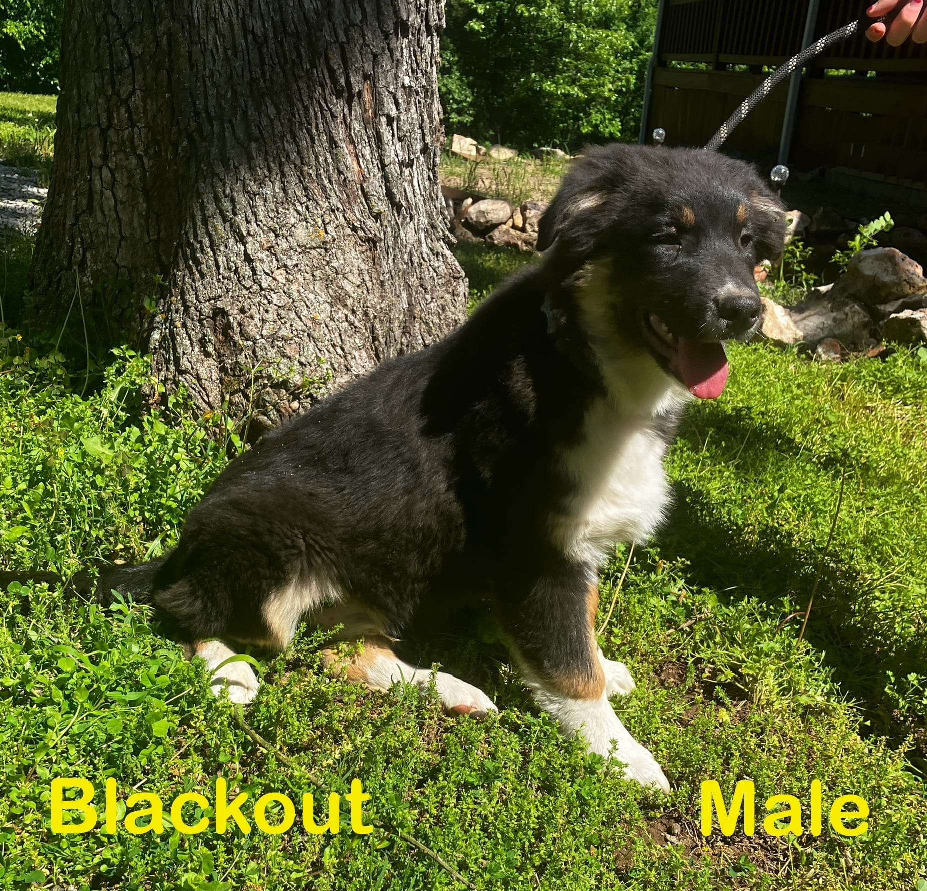 Blackout – Australian Shepherd puppy for sale in Neosho, MO
