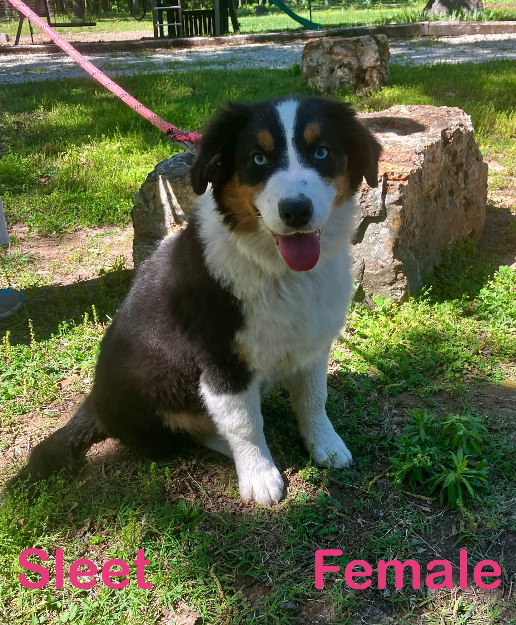 Sleet – Australian Shepherd puppy for sale in Neosho, MO