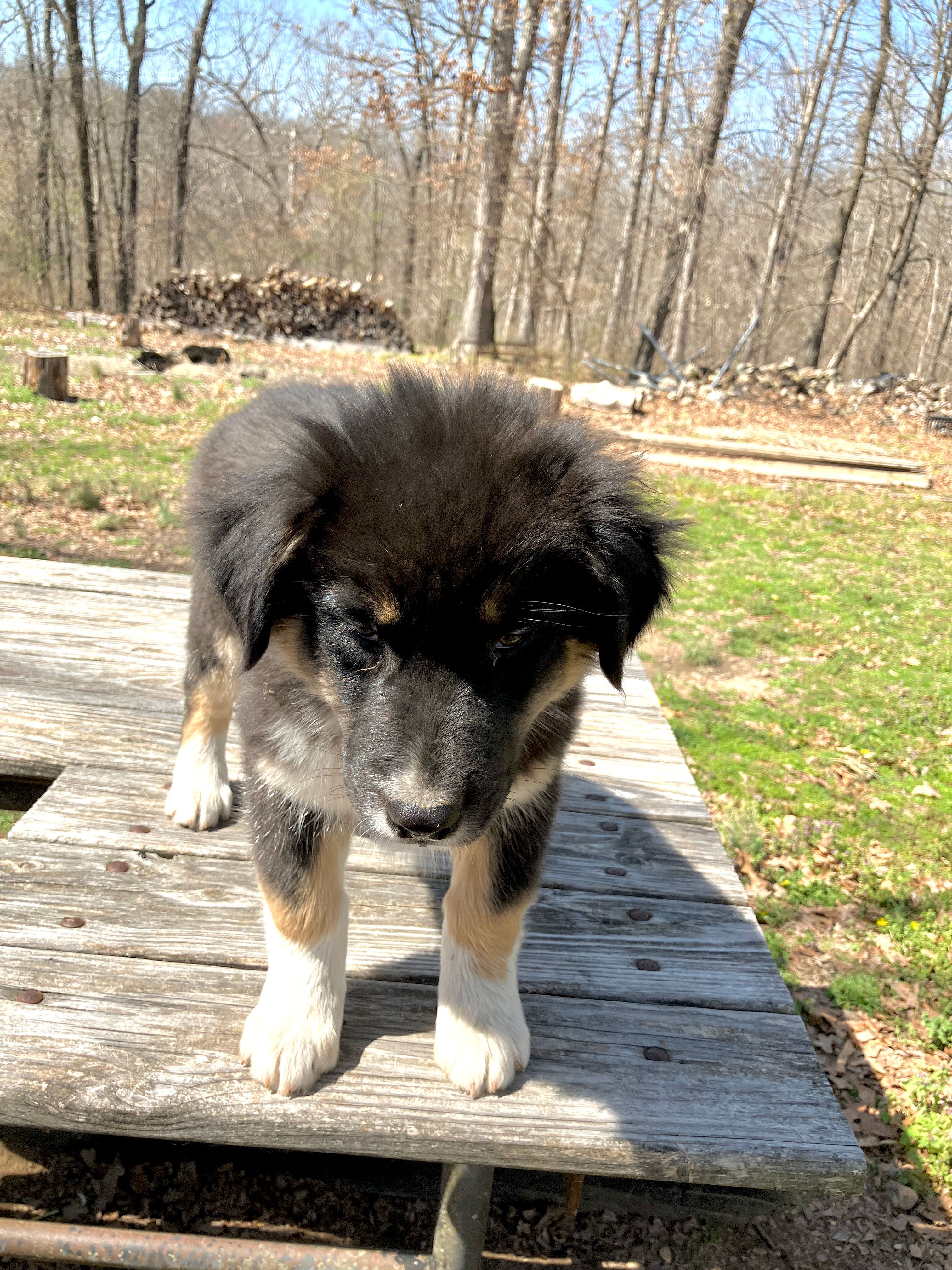 Blackout – Australian Shepherd puppy for sale in Neosho, MO