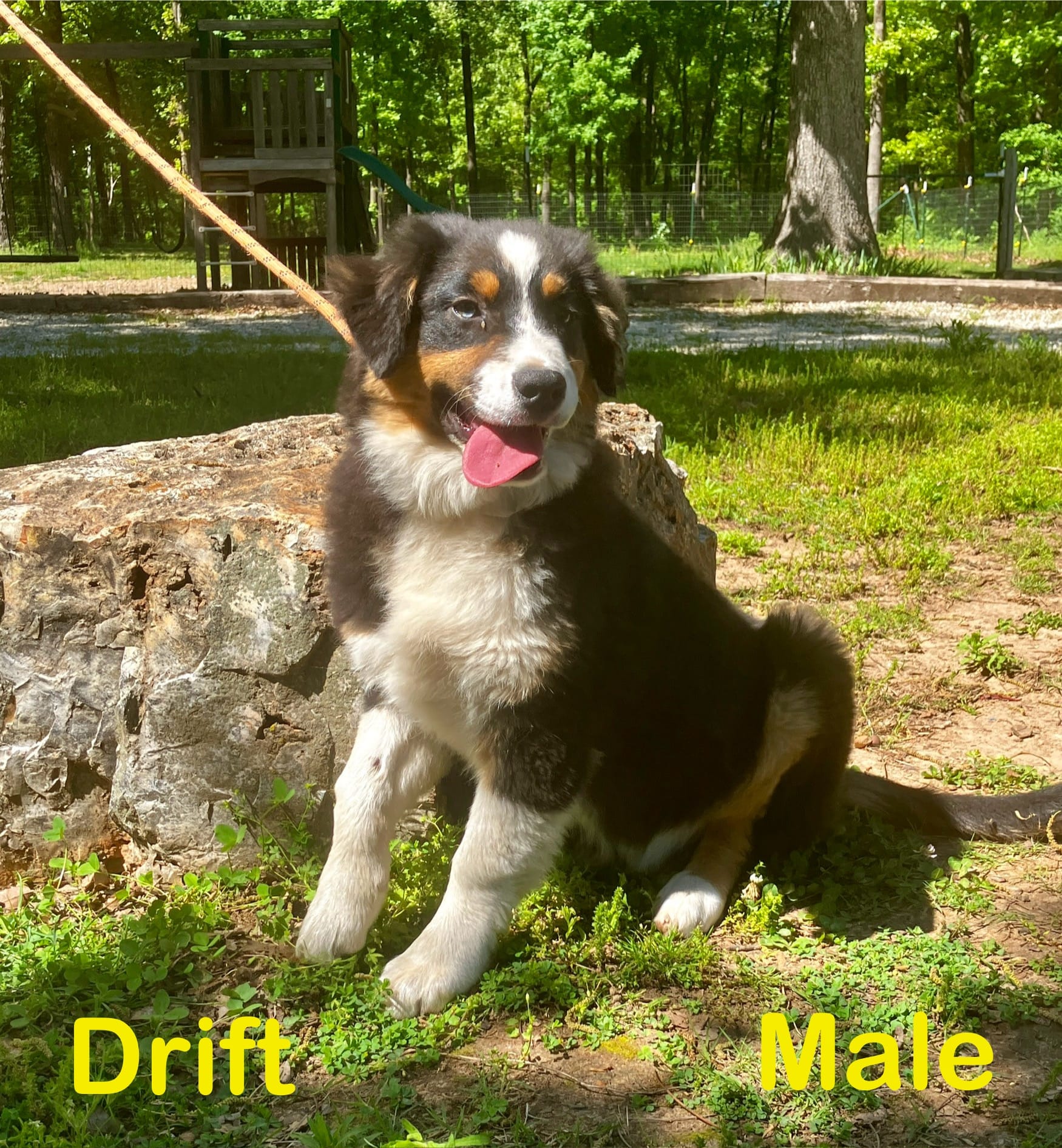 Drift – Australian Shepherd puppy for sale in Neosho, MO