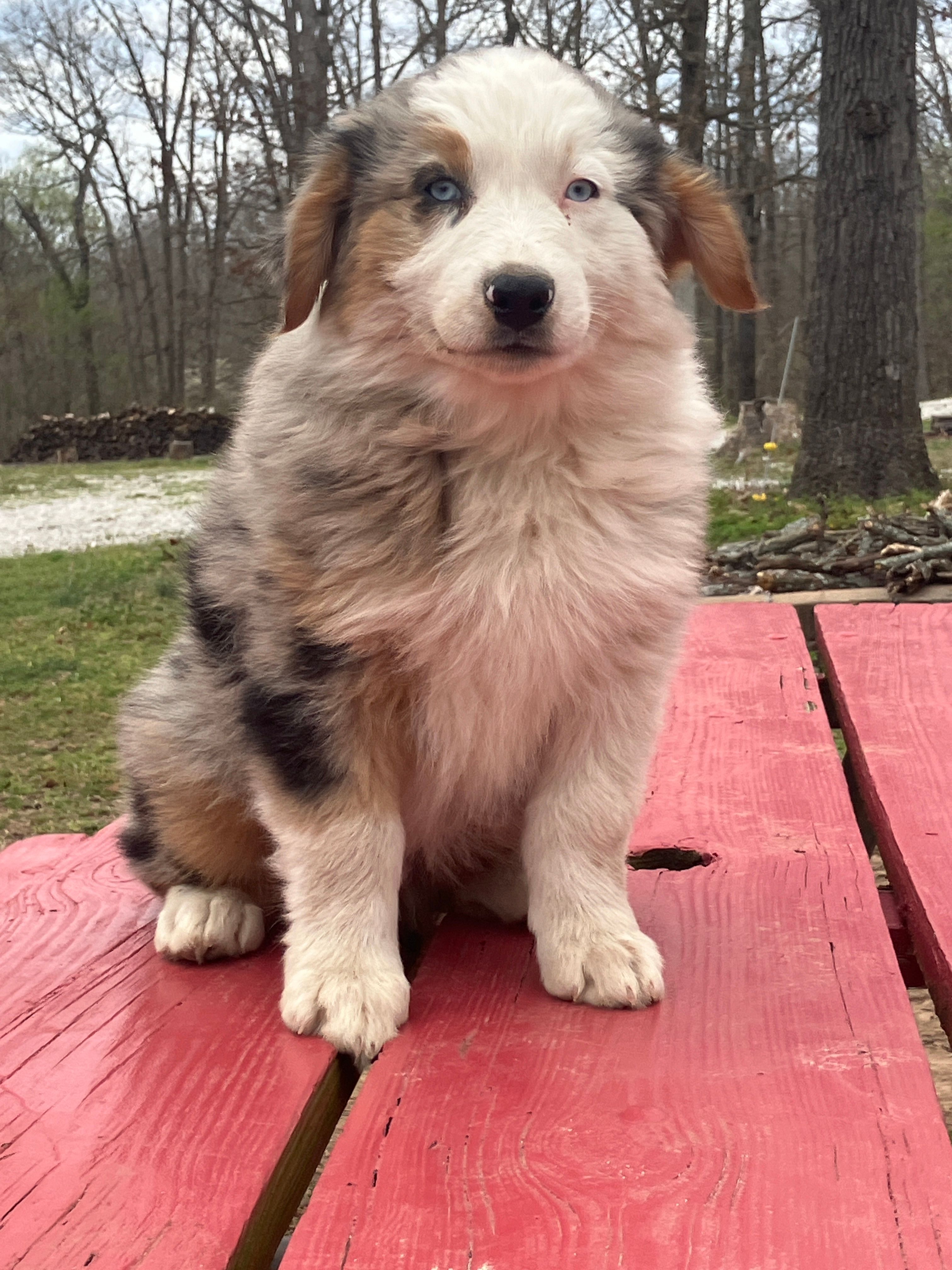 Freddy – Australian Shepherd puppy for sale in Neosho, MO